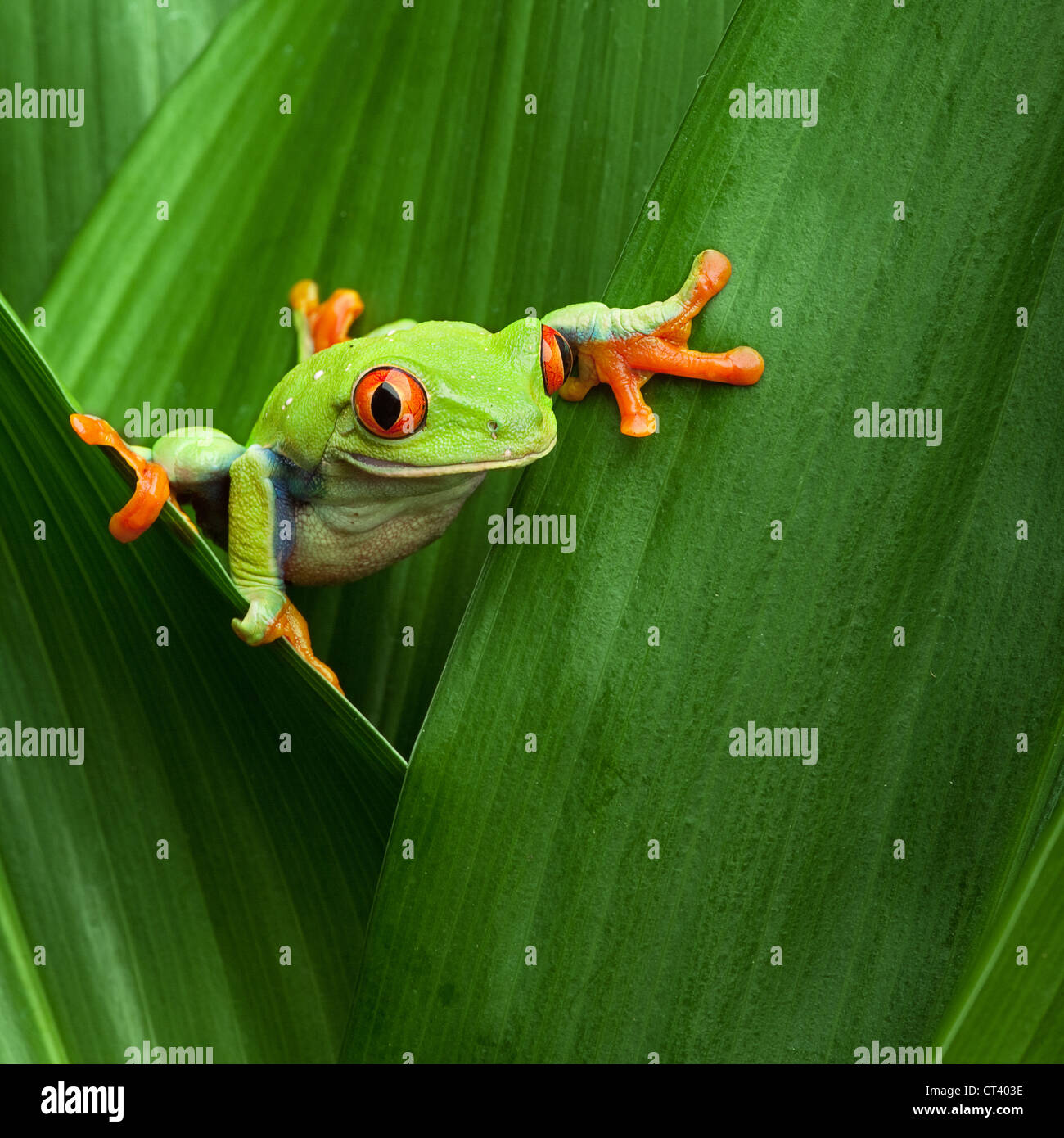 red eyed treefrog  in tropical rainforest Costa Rica Stock Photo