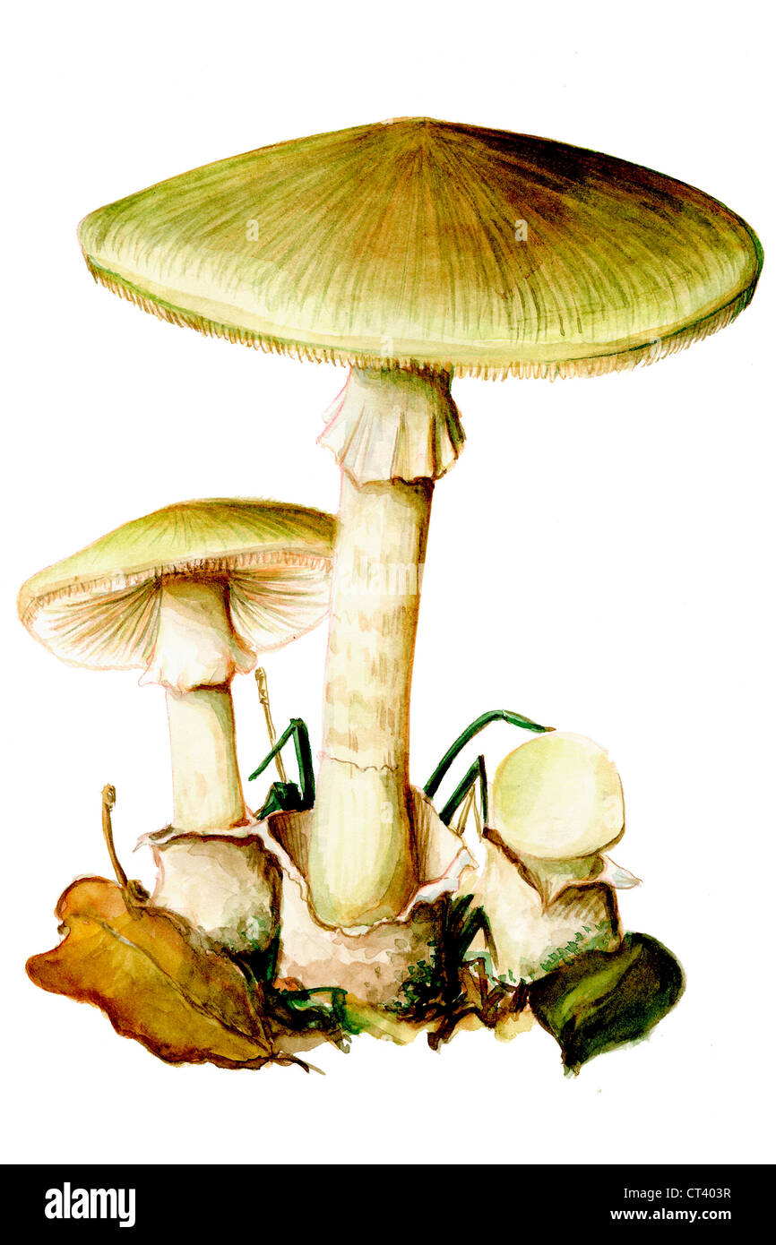 Death caps amanita phalloides hi-res stock photography and images - Alamy