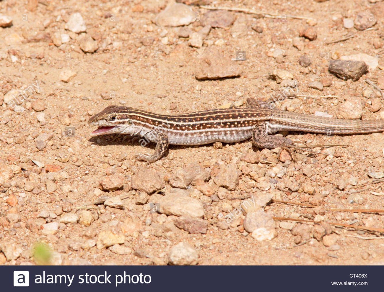Whiptail Lizard High Resolution Stock Photography And Images Alamy
