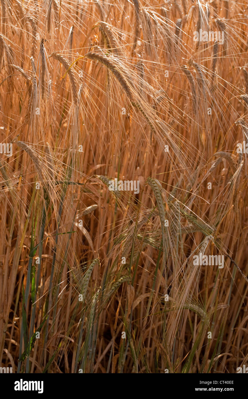 Barley (Hordeum vulgare). Crop nearly ready for harvesting. Norfolk. Stock Photo