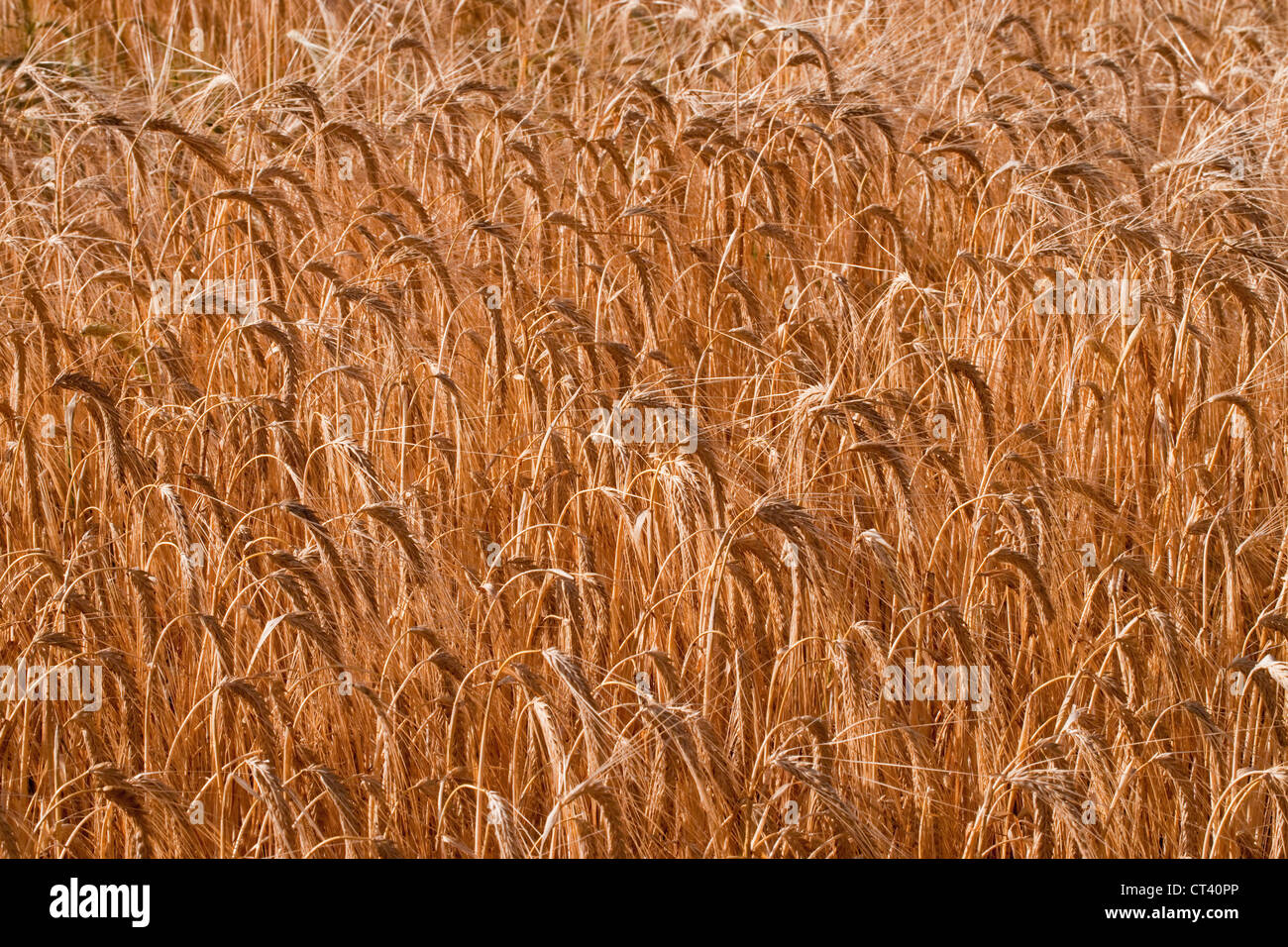 Barley (Hordeum vulgare). Standing crop nearly ready for harvesting. Norfolk. Stock Photo