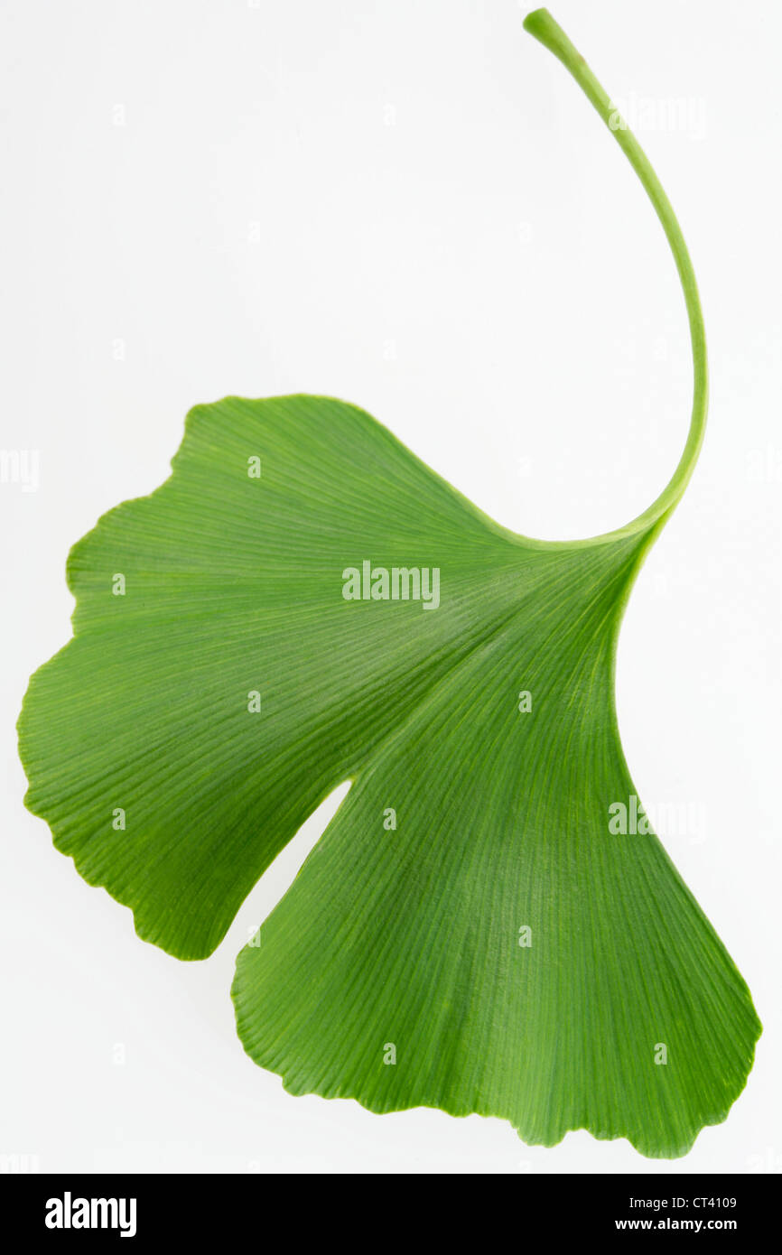 GINKGO BILOBA LEAF Stock Photo Alamy