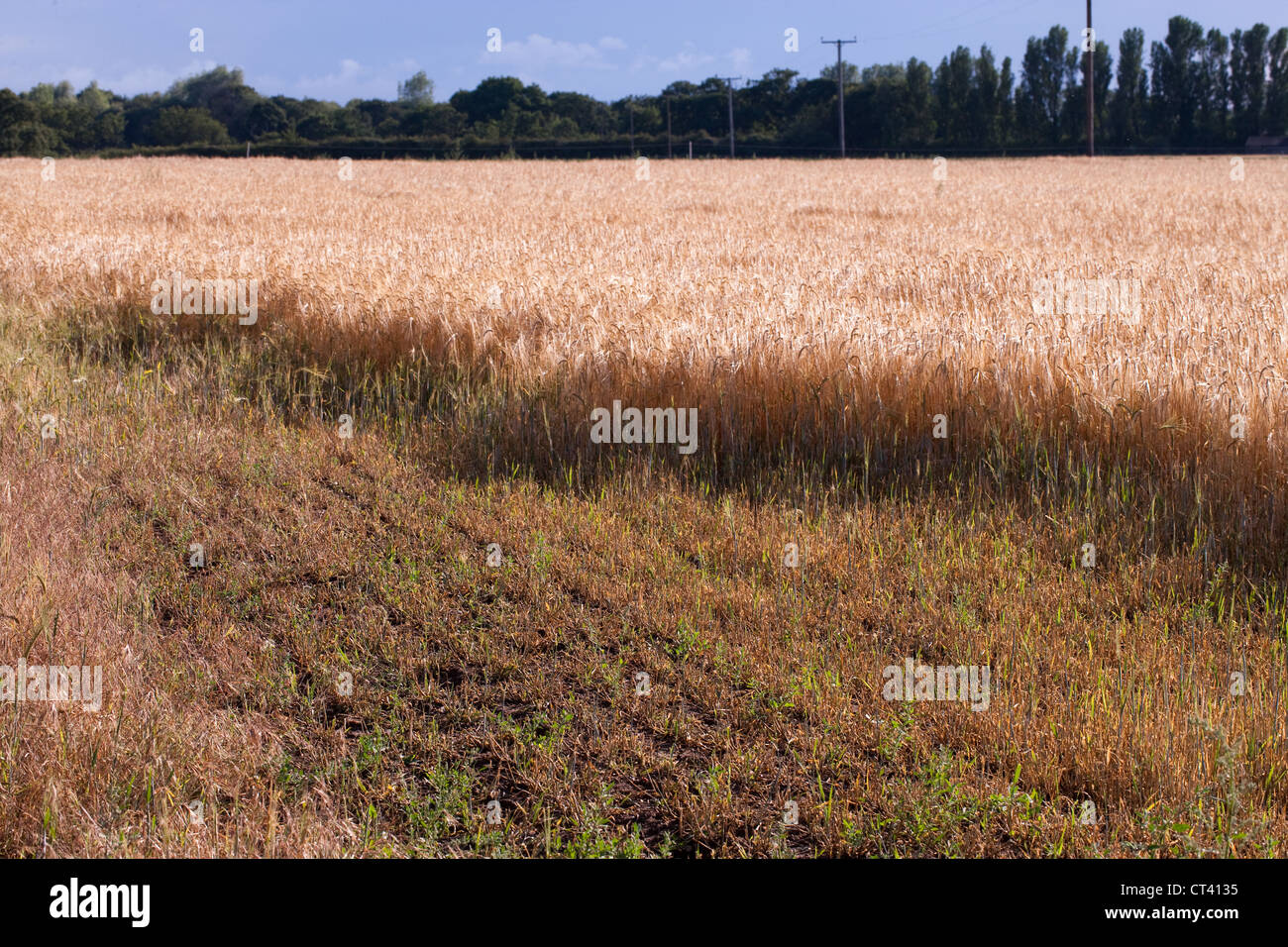 Barley (Hordeum vulgare). An area of crop along field edge previously grazed and degraded by Rabbits (Oryctolagus cuniculus). Stock Photo