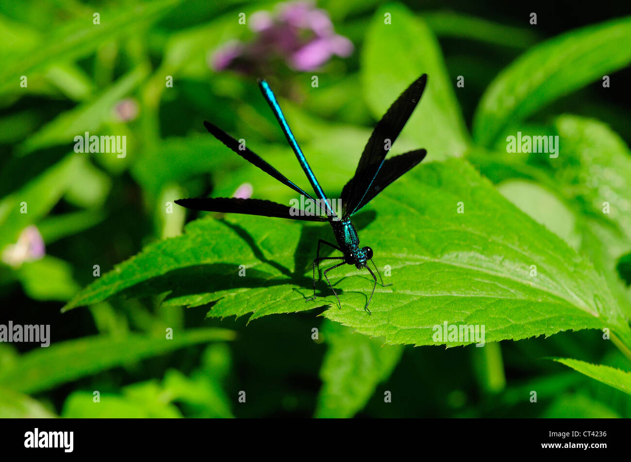 Black dragonfly on leaf Stock Photo - Alamy