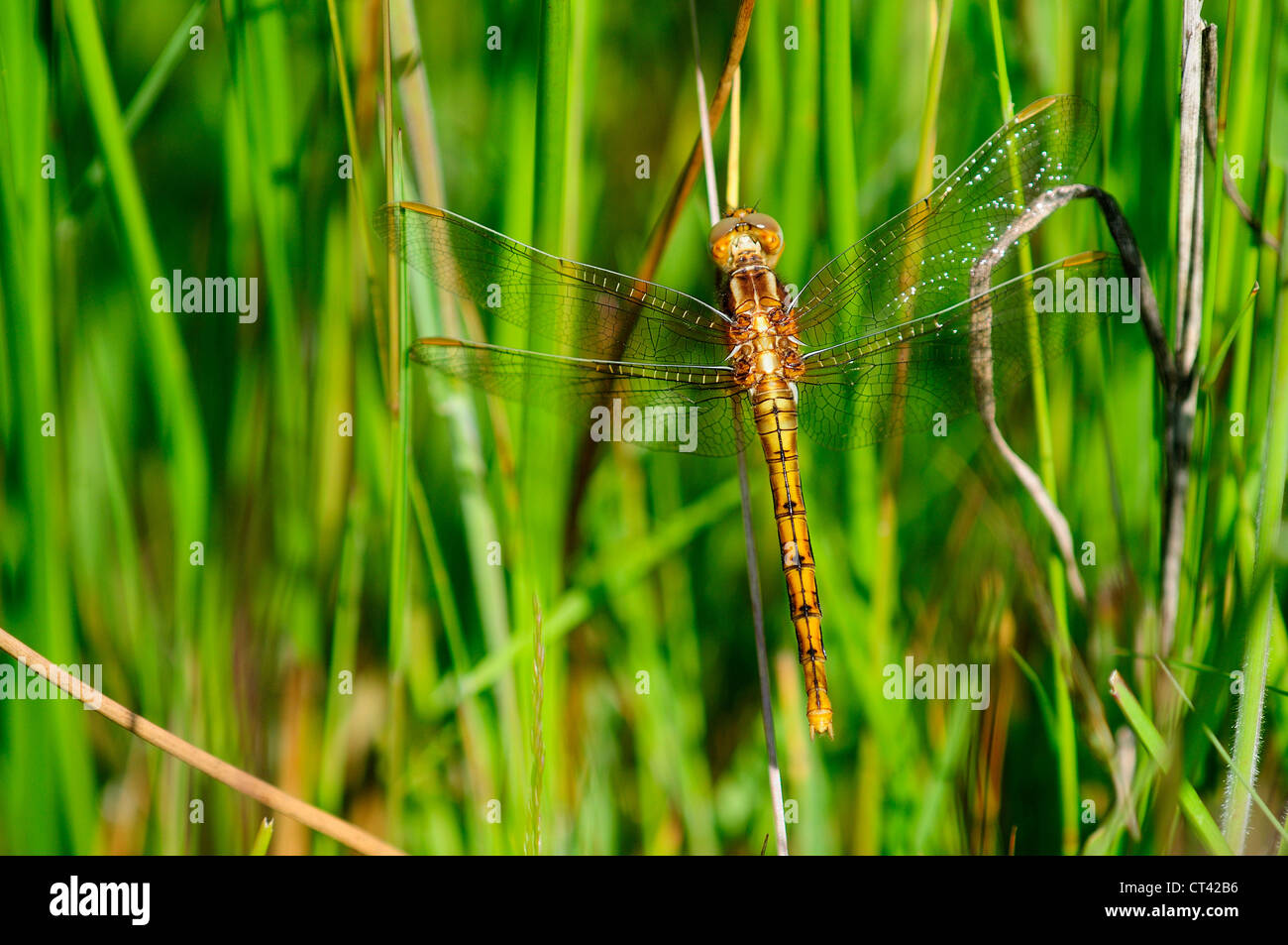 A keeled skimmer dragonfly at rest on reeds UK Stock Photo