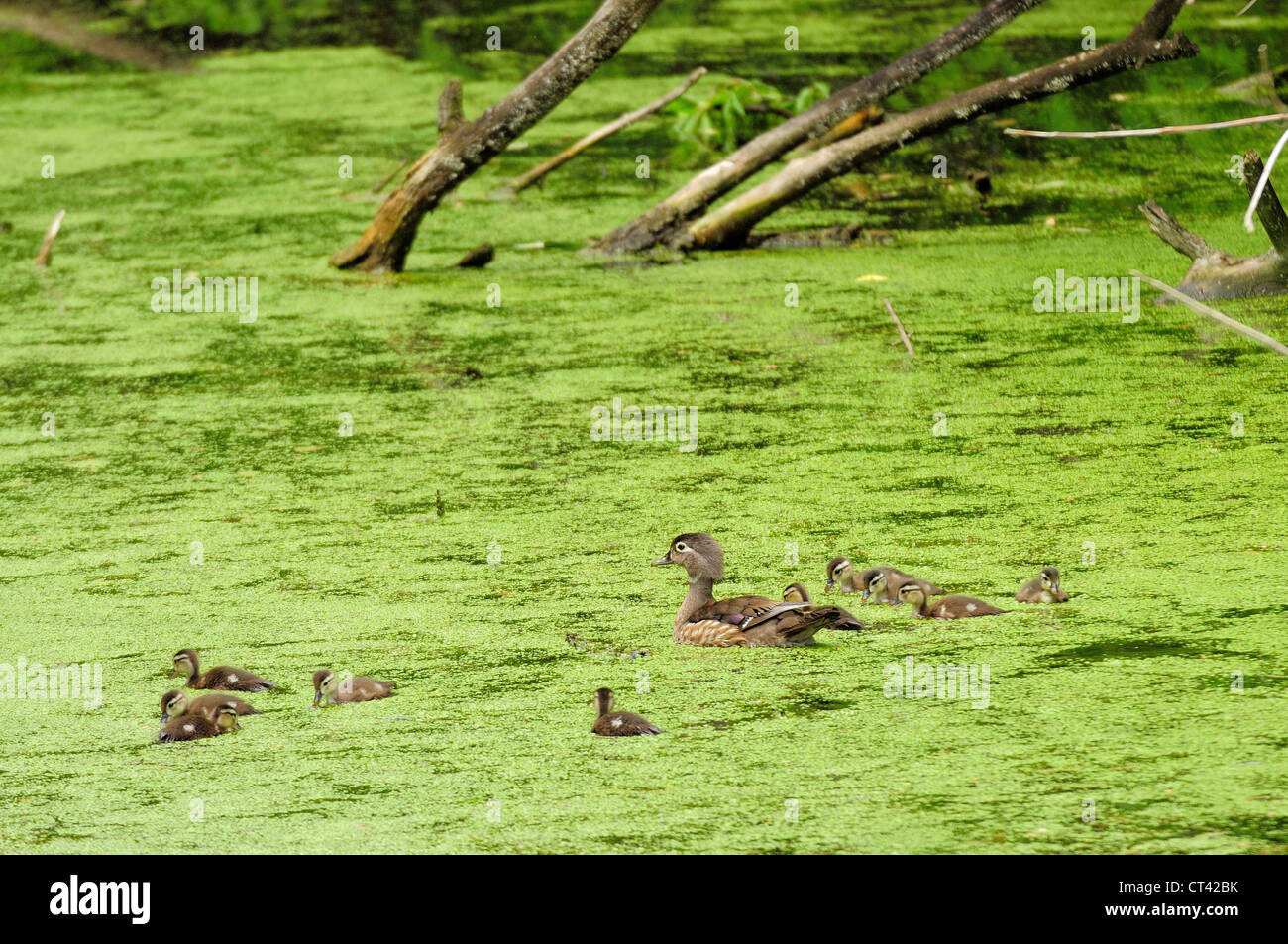 Mother and baby wood ducks swimming in marshland algae Stock Photo Alamy