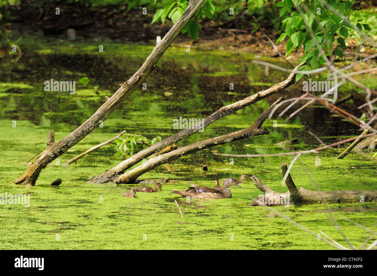 Mother and baby wood ducks swimming in marshland algae Stock Photo Alamy