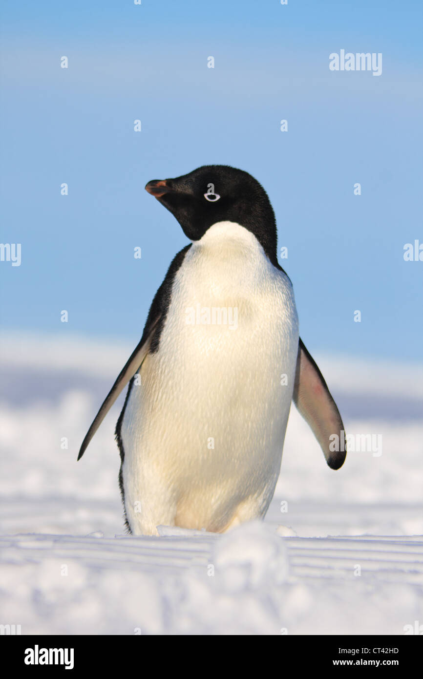 Adelie penguin hi-res stock photography and images - Alamy