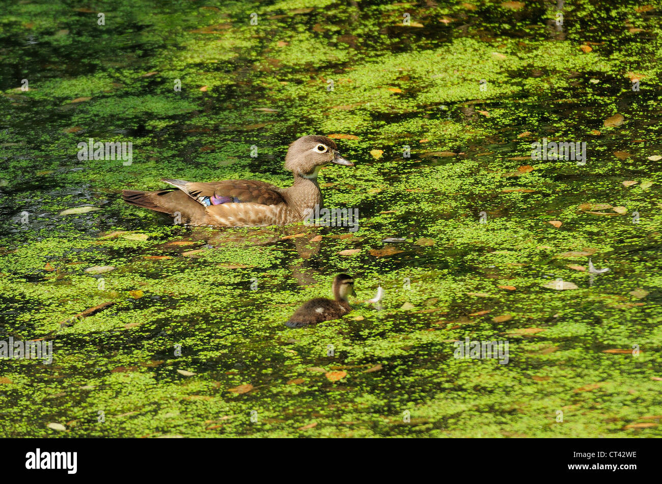 Mother and baby wood ducks swimming in marshland algae Stock Photo Alamy