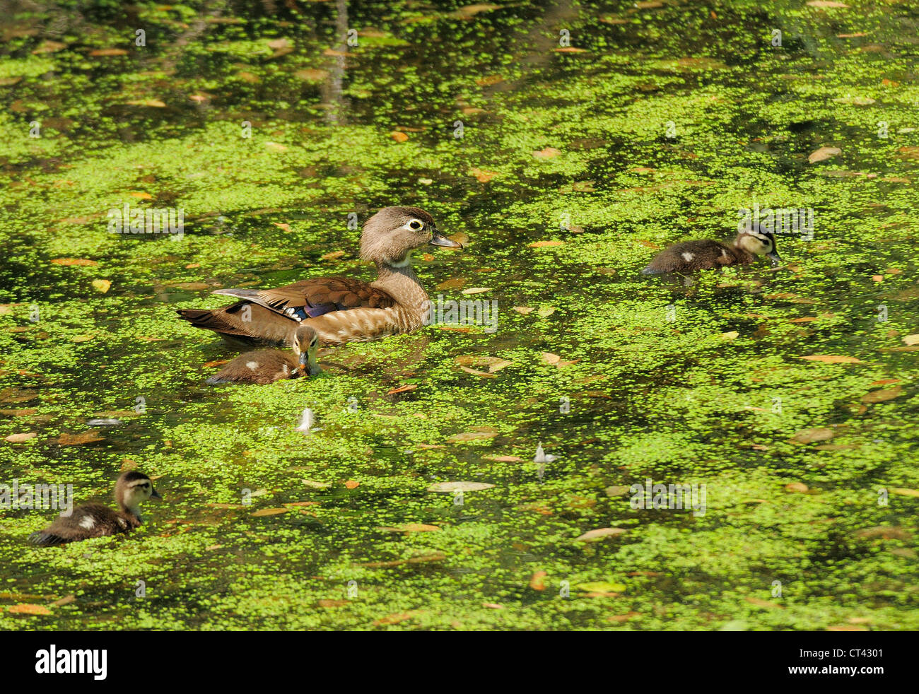 Mother and baby wood ducks swimming in marshland algae Stock Photo Alamy