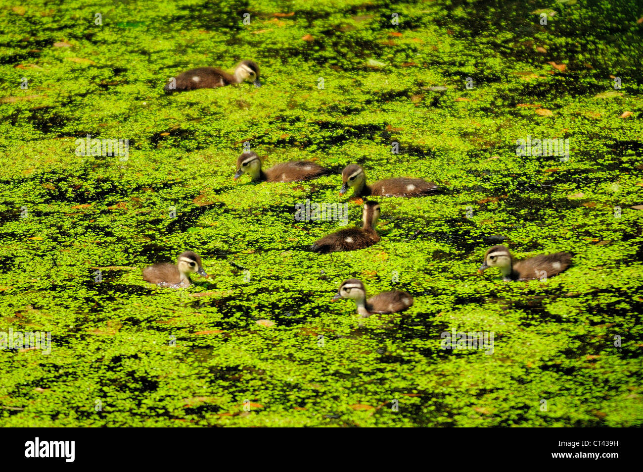 Mother and baby wood ducks swimming in marshland algae Stock Photo Alamy