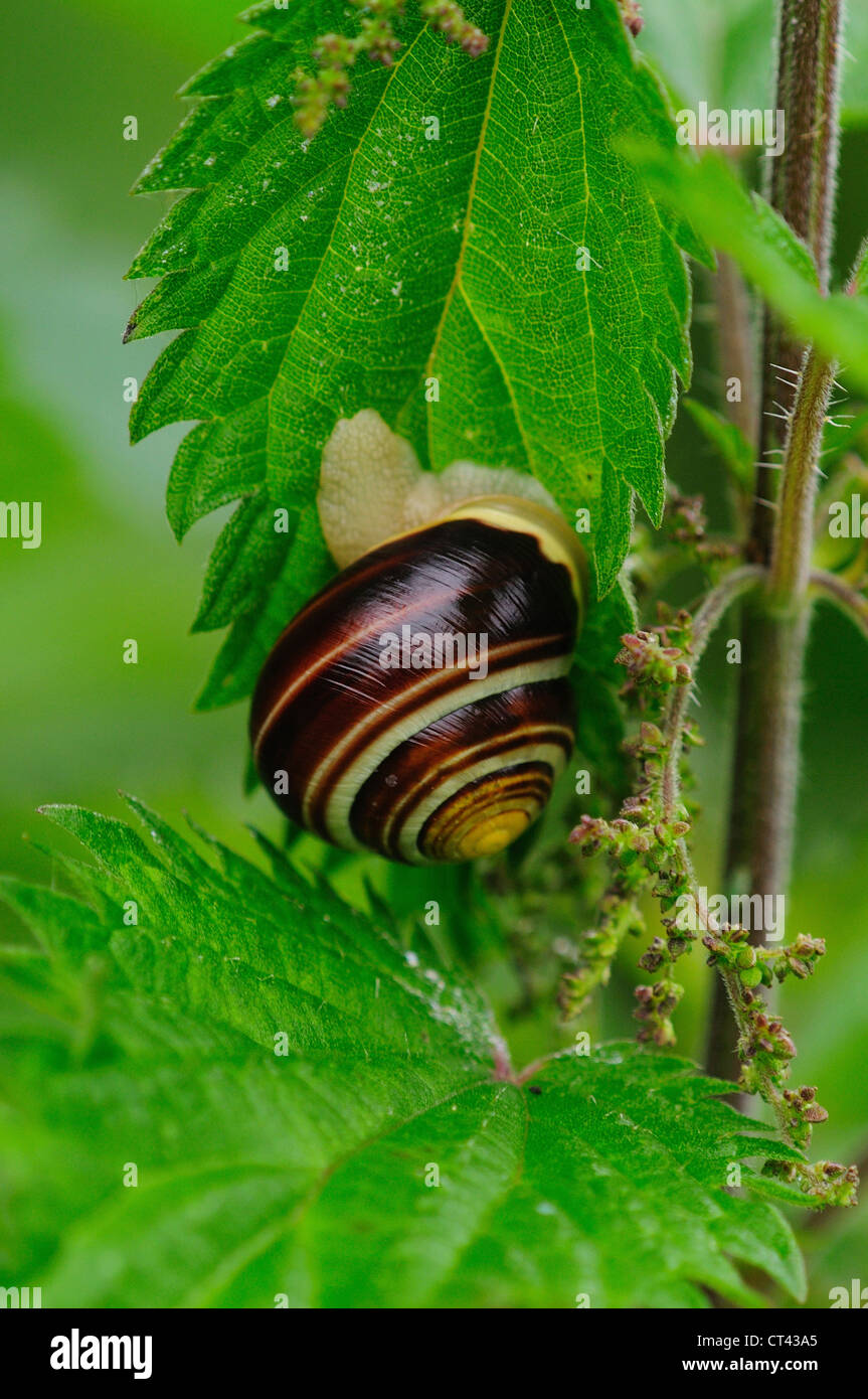 Banded snail hires stock photography and images Alamy