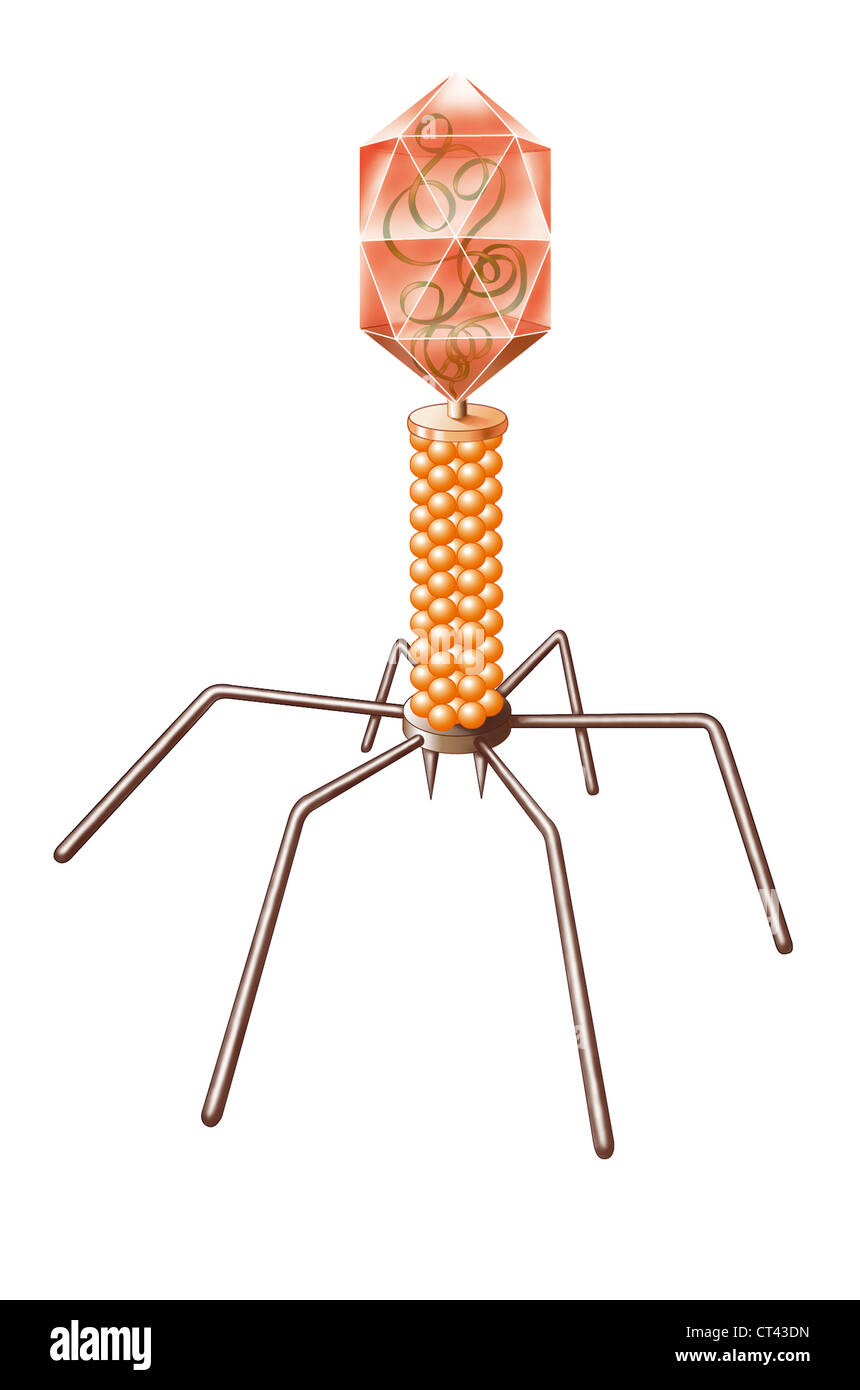 Bacteriophage Stock Photo