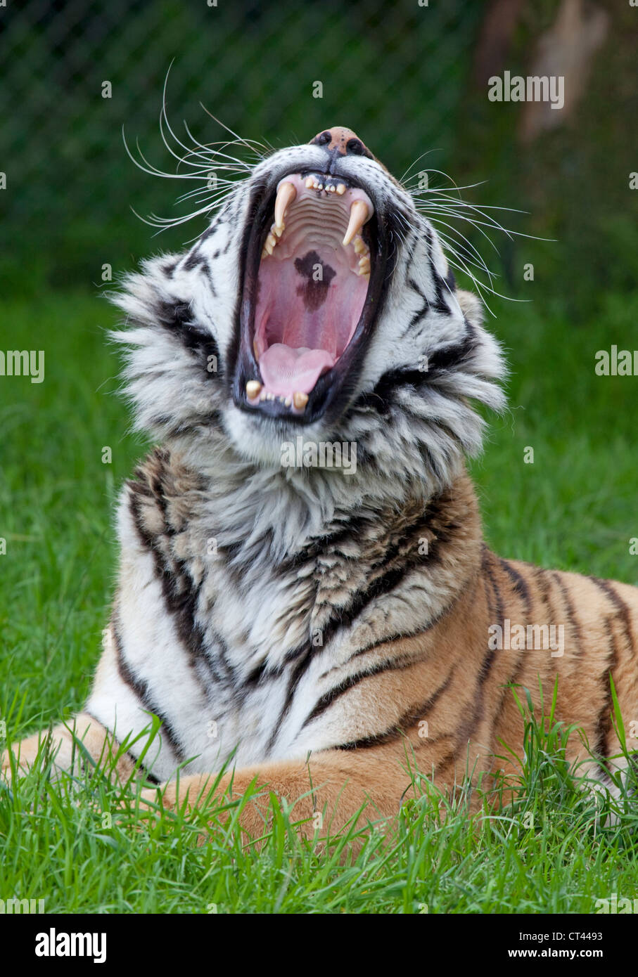 siberian amur tiger Stock Photo