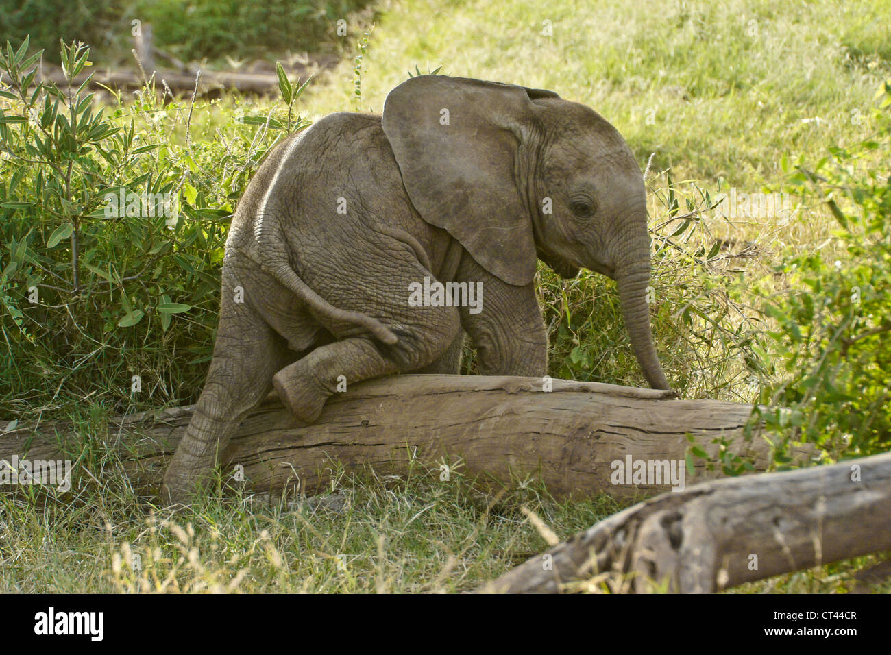 Elephant calf climbing over log, Samburu, Kenya Stock Photo Alamy