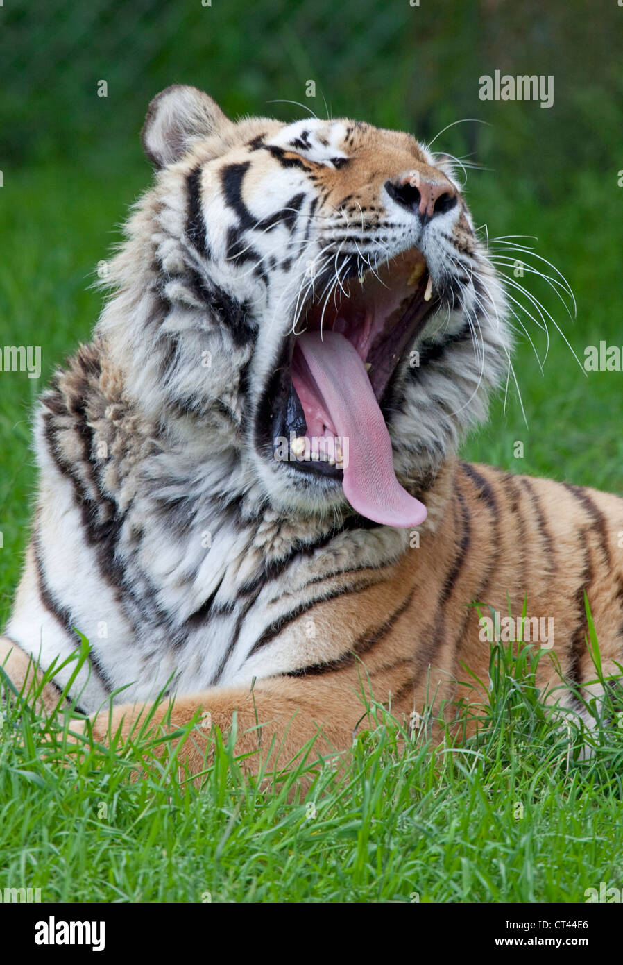 siberian amur tiger Stock Photo
