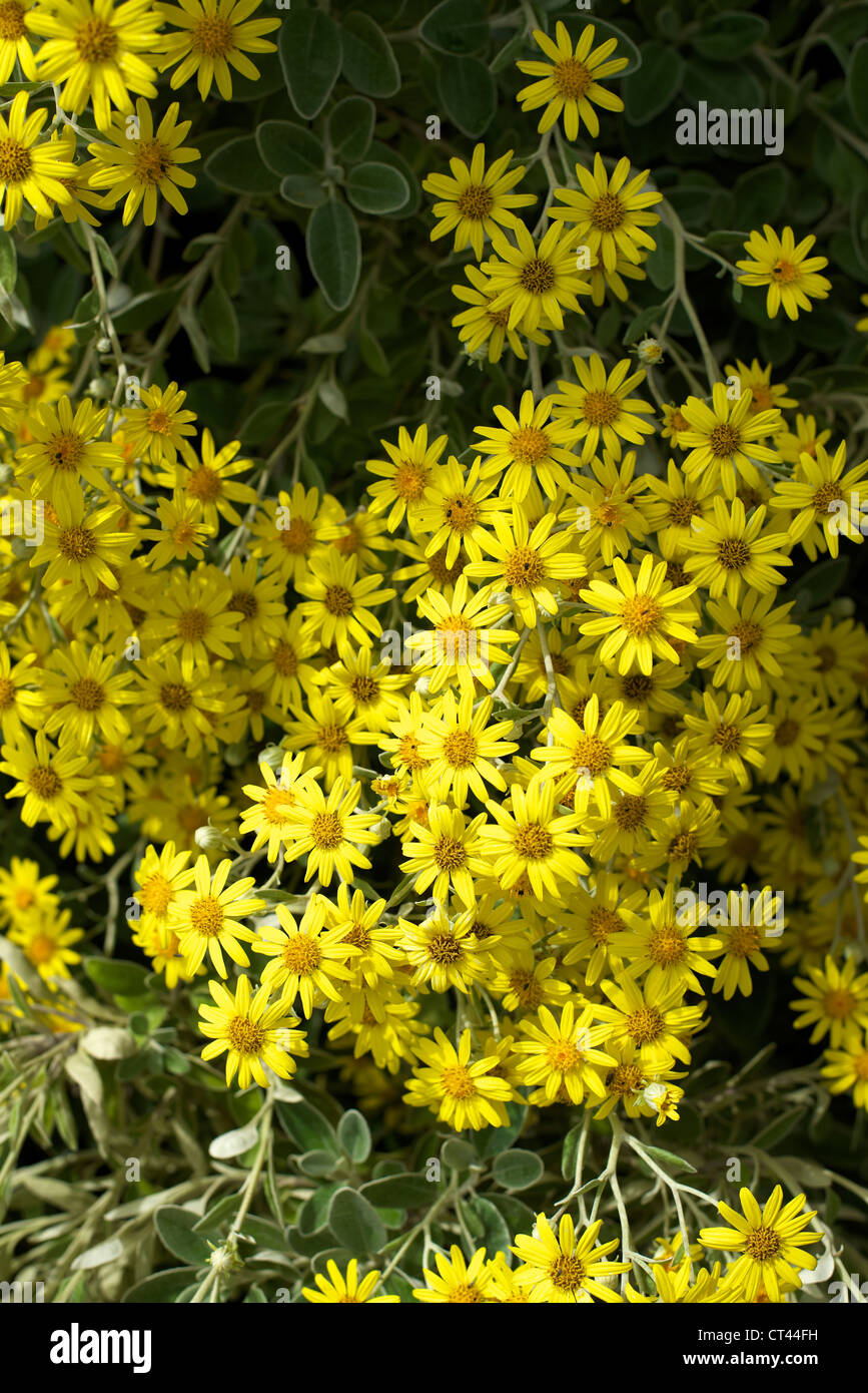 Senecio Greyi Asteraceae Yellow Flowering Shrub In A Sunny Sussex 