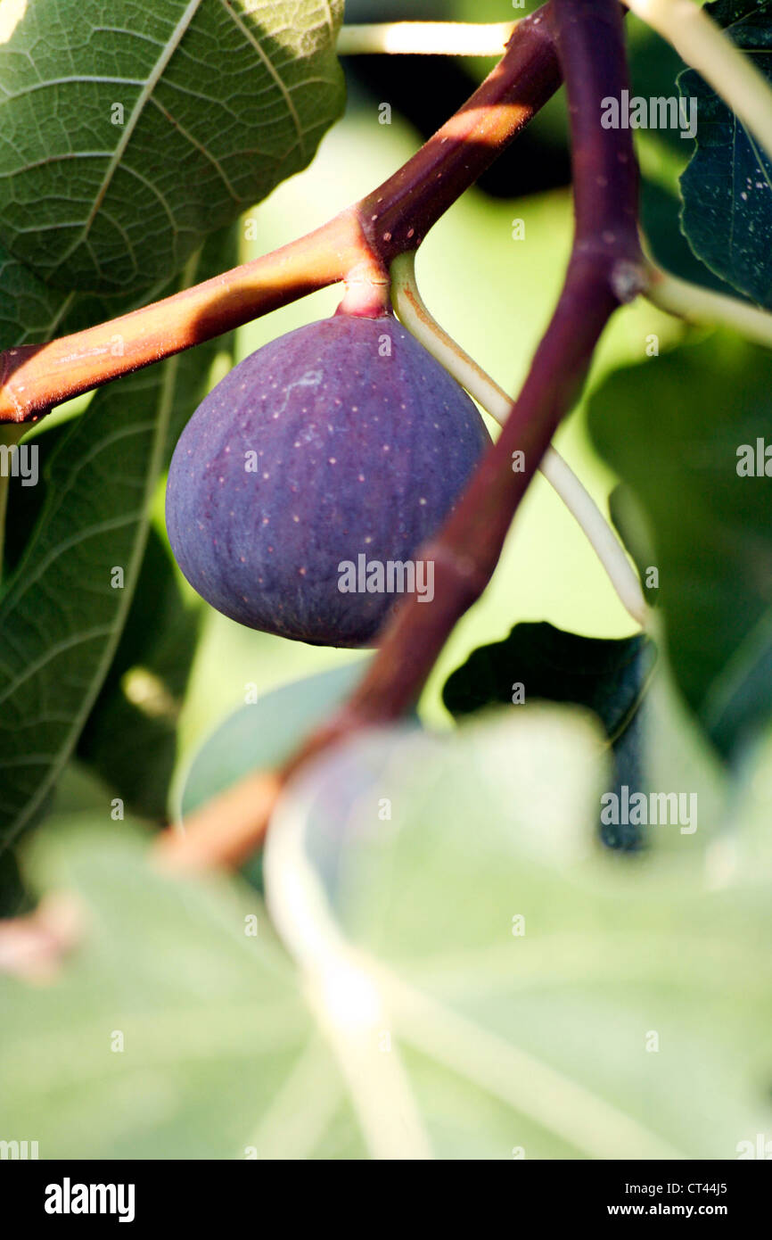 COMMON FIG TREE Stock Photo Alamy