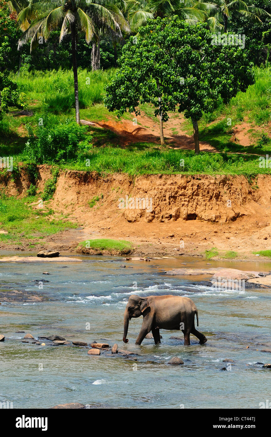 Elephants at the Pinnawela Elephant Orphanage, Sri Lanka Stock Photo