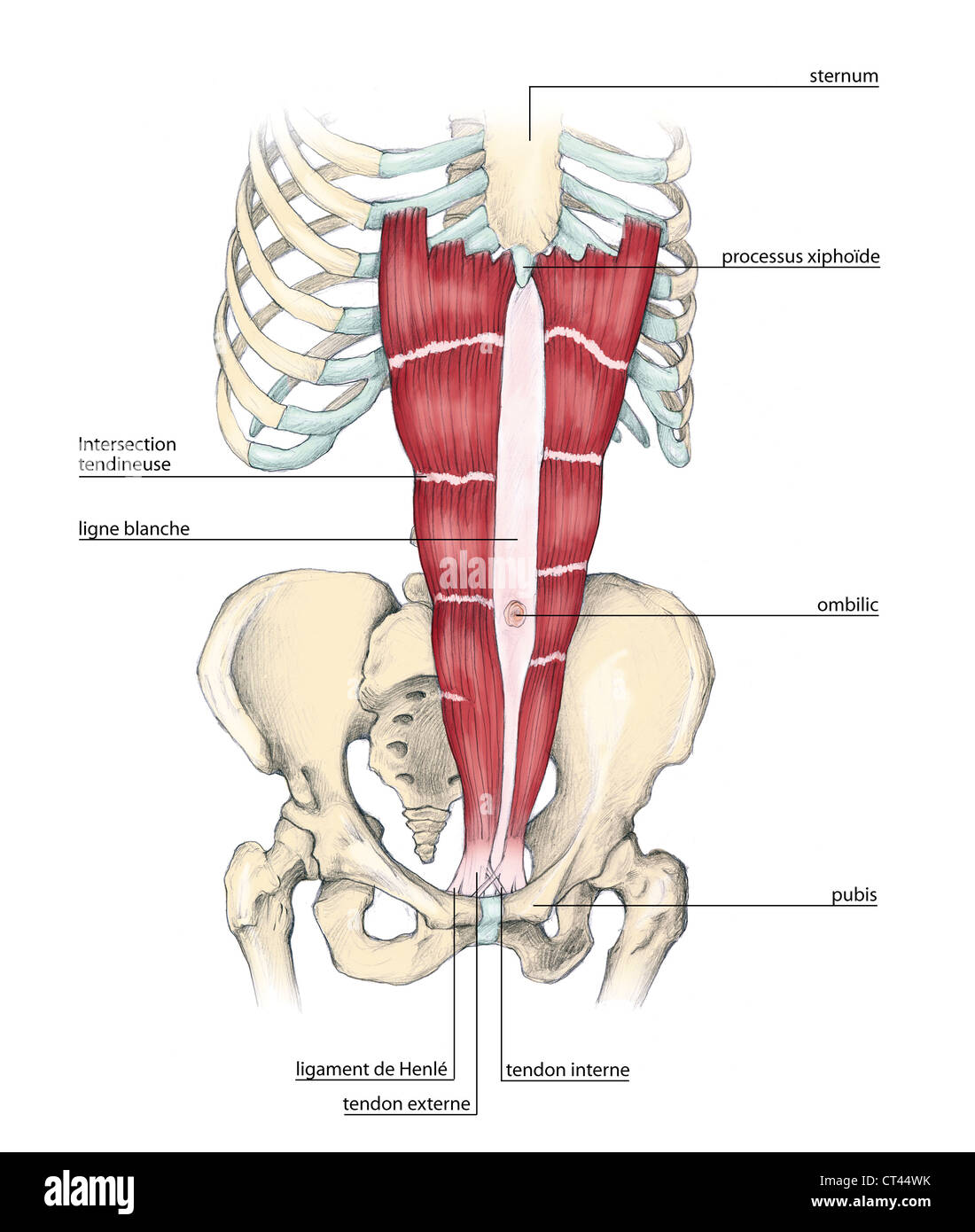 Abdominal rectus muscle hi-res stock photography and images - Alamy