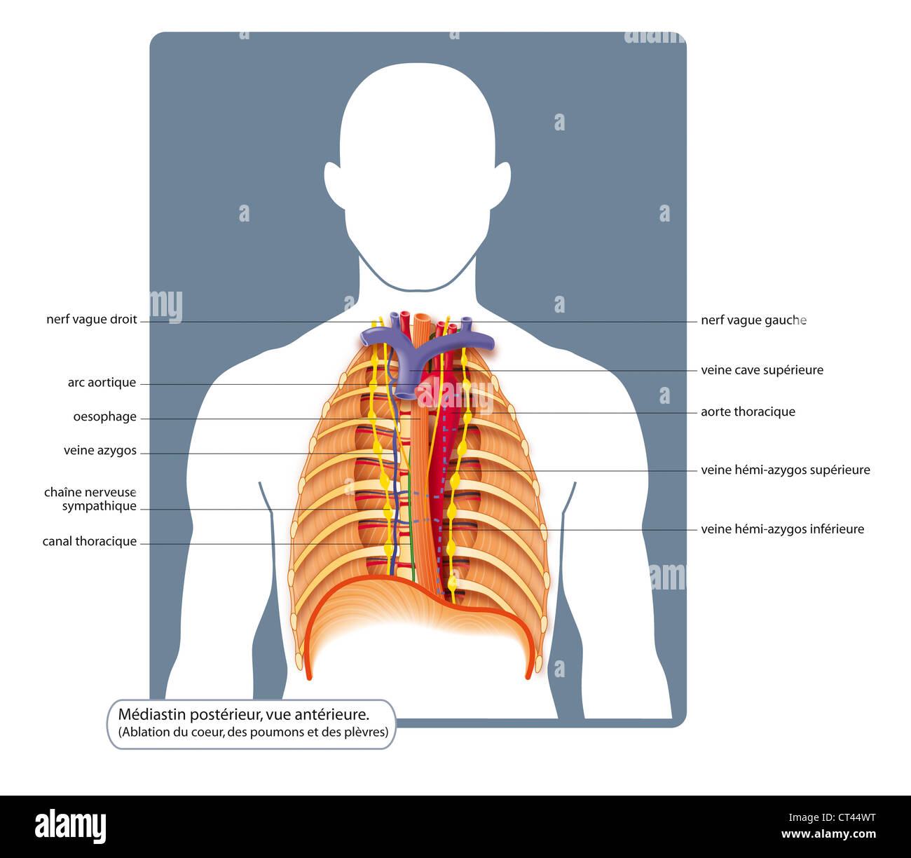 THORAX, DRAWING Stock Photo