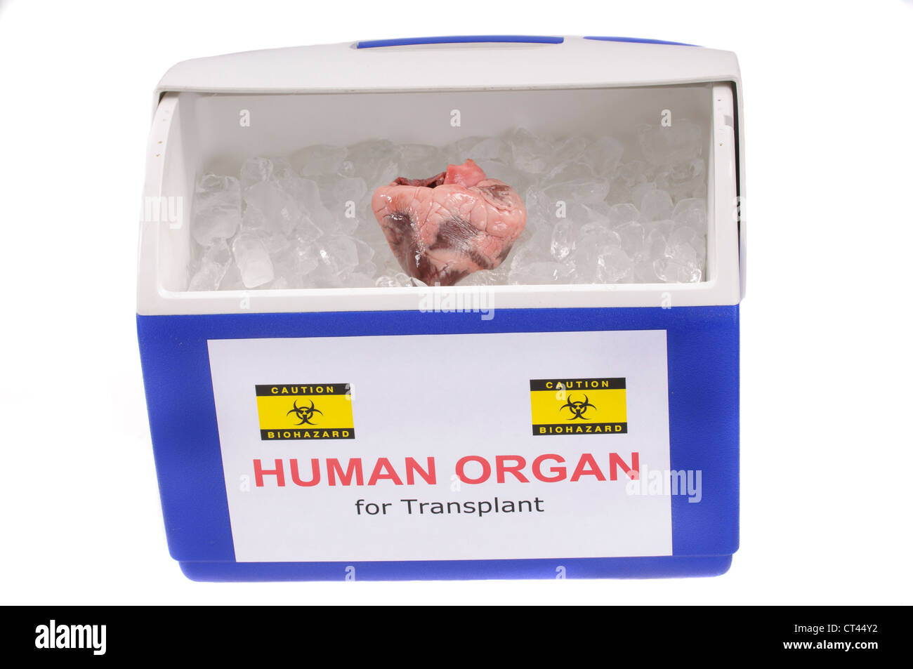 heart for transplant in an ice chest ready for transportation to recipient Stock Photo