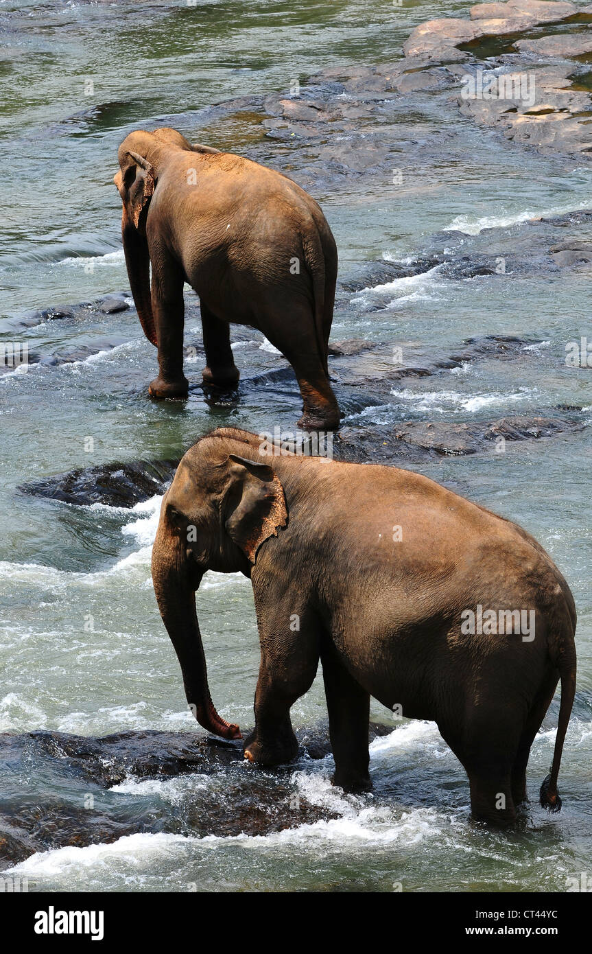 Sri lanka elephant hi-res stock photography and images - Alamy