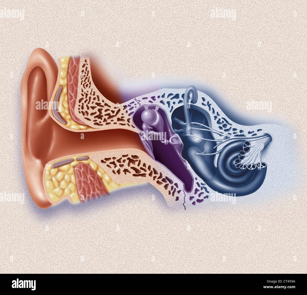 INTERNAL EAR, DRAWING Stock Photo