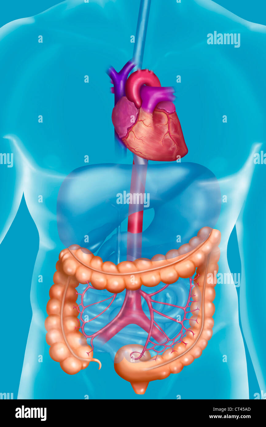 COLON, DRAWING Stock Photo