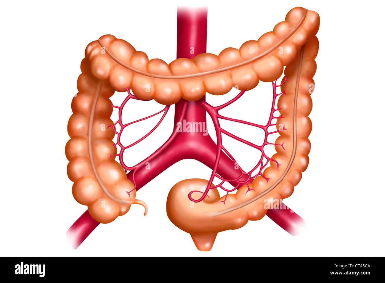 COLON, DRAWING Stock Photo