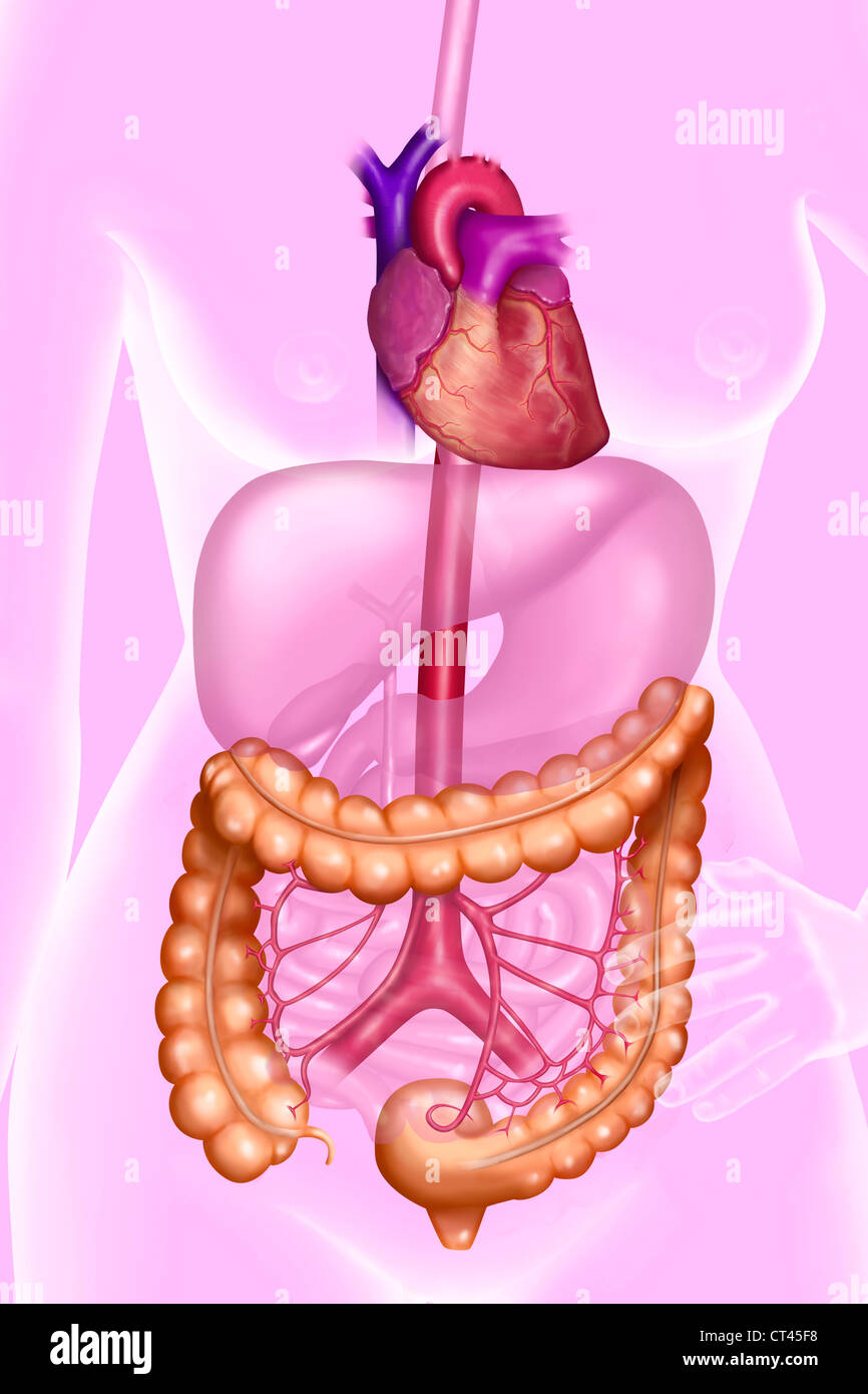 COLON, DRAWING Stock Photo