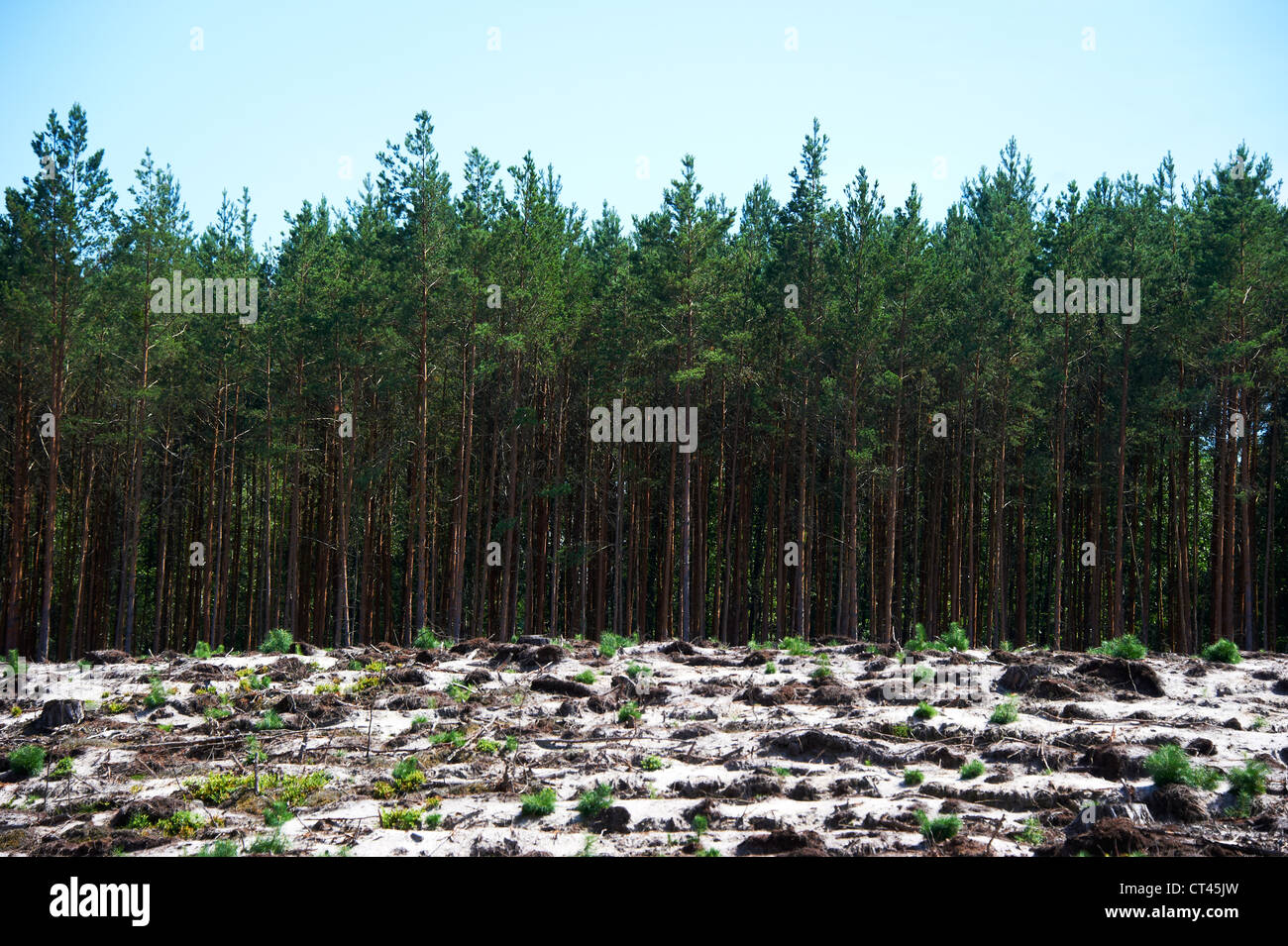 Macha lake area, Czech Republic, pine forest Stock Photo