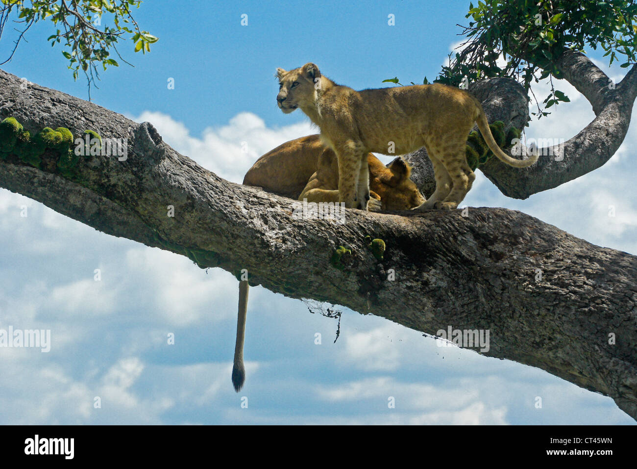 Lioness (Tamu or Nyota) and cub (Moja) resting in tree, Masai Mara, Kenya Stock Photo