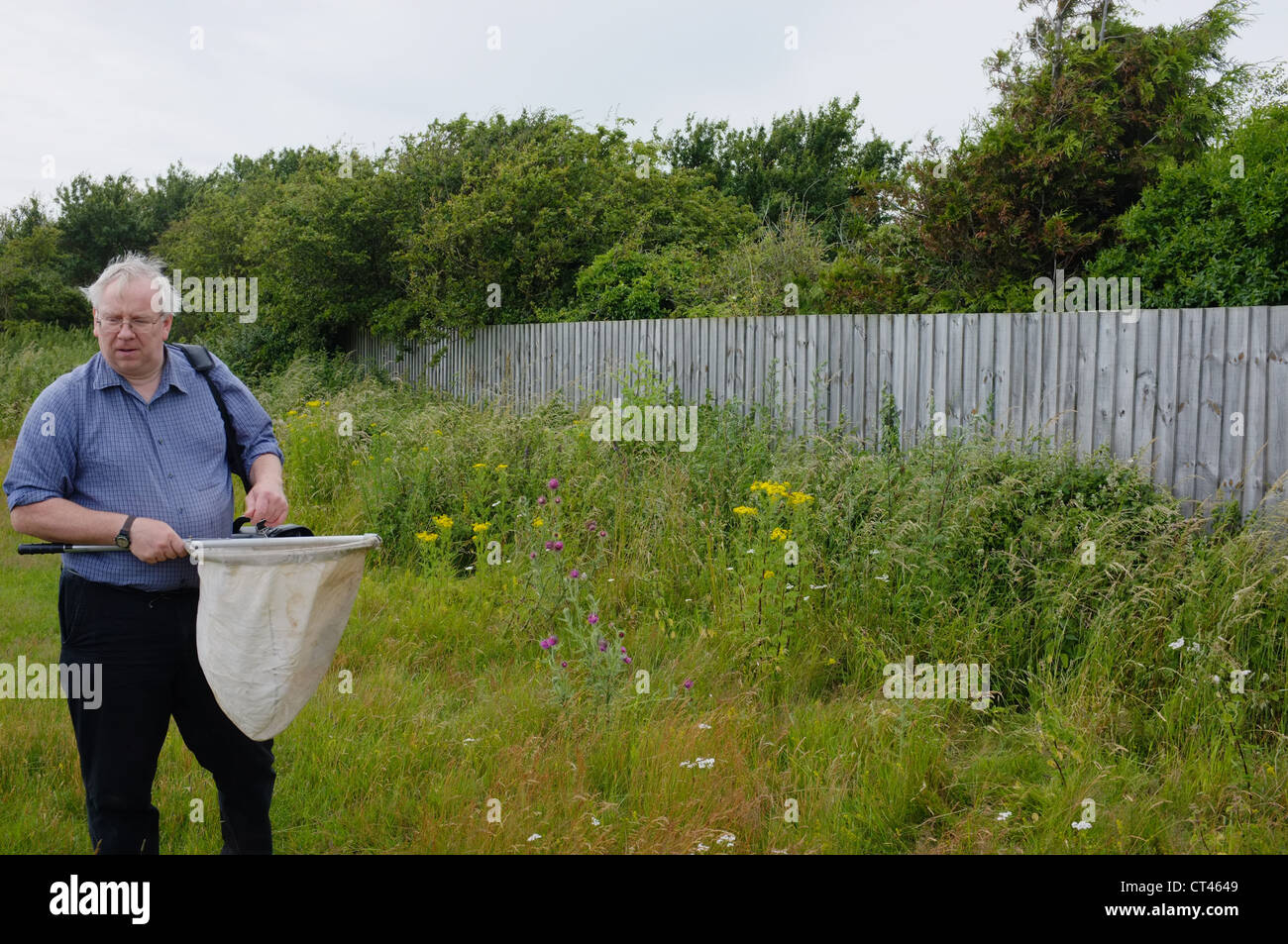 The county moth recorder for Suffolk looking for a Nemophora fasciella moth in Shingle Street, Suffolk UK Stock Photo