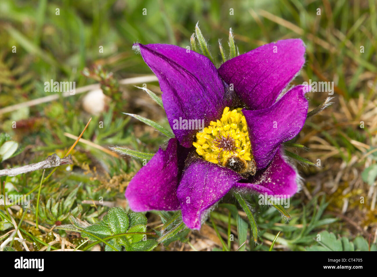 Pasqueflower (Pulsatilla vulgaris) Stock Photo