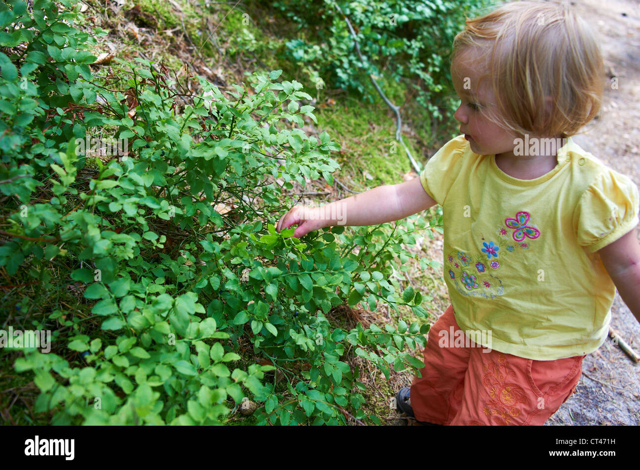 Child baby girl eating blueberries in summer forest Stock Photo Alamy