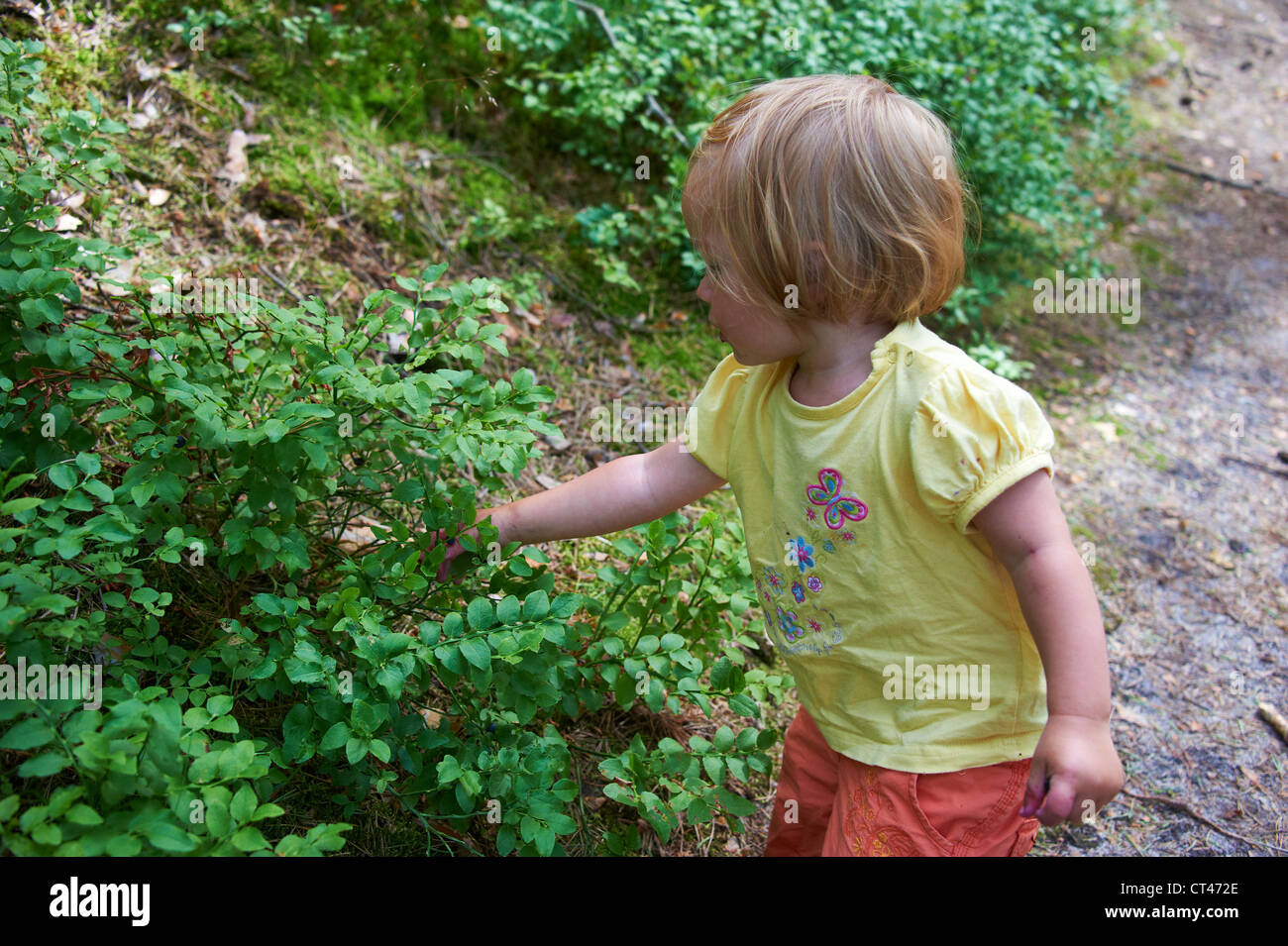 Child baby girl eating blueberries in summer forest Stock Photo Alamy