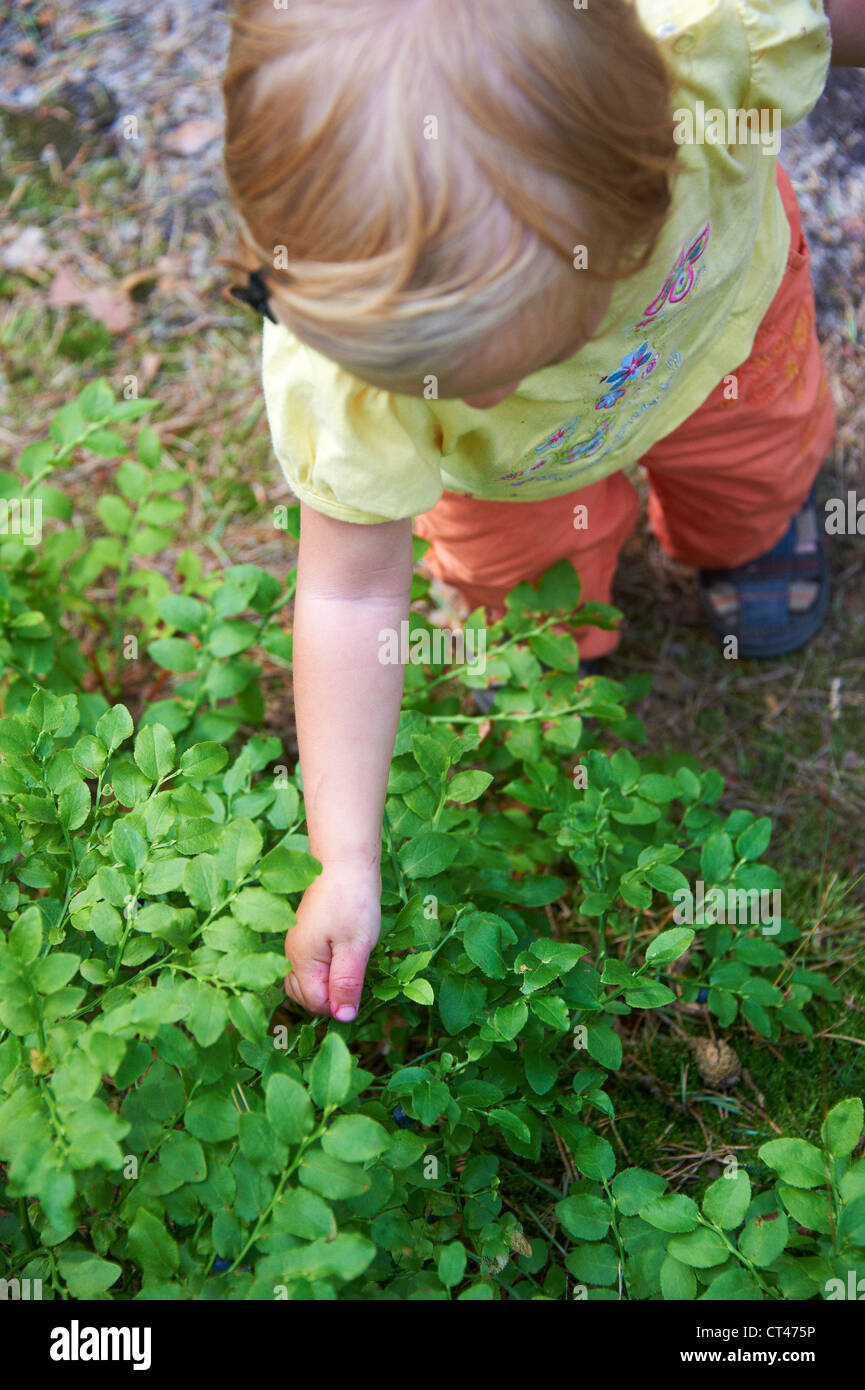 Child baby girl eating blueberries in summer forest Stock Photo Alamy