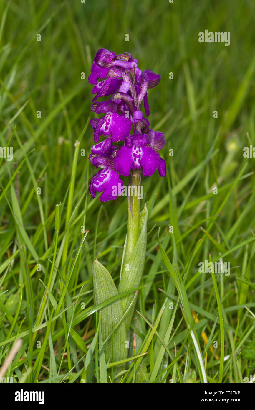 Green-winged Orchid Stock Photo