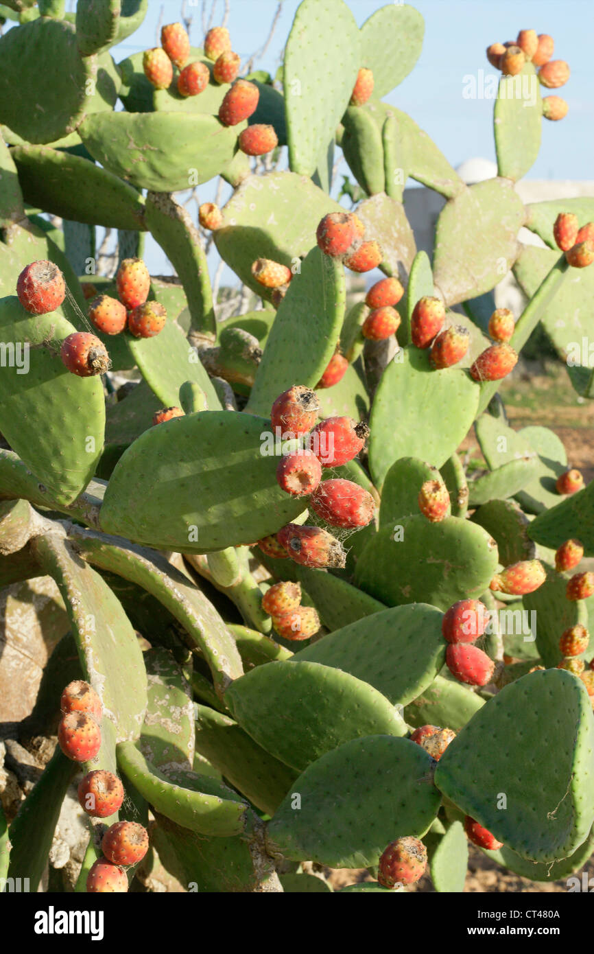 Cactus fruit tunisia hires stock photography and images Alamy