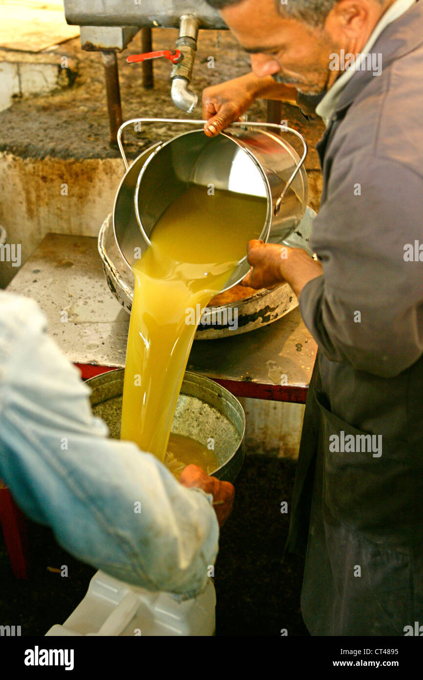 OLIVE OIL PRODUCTION Stock Photo Alamy