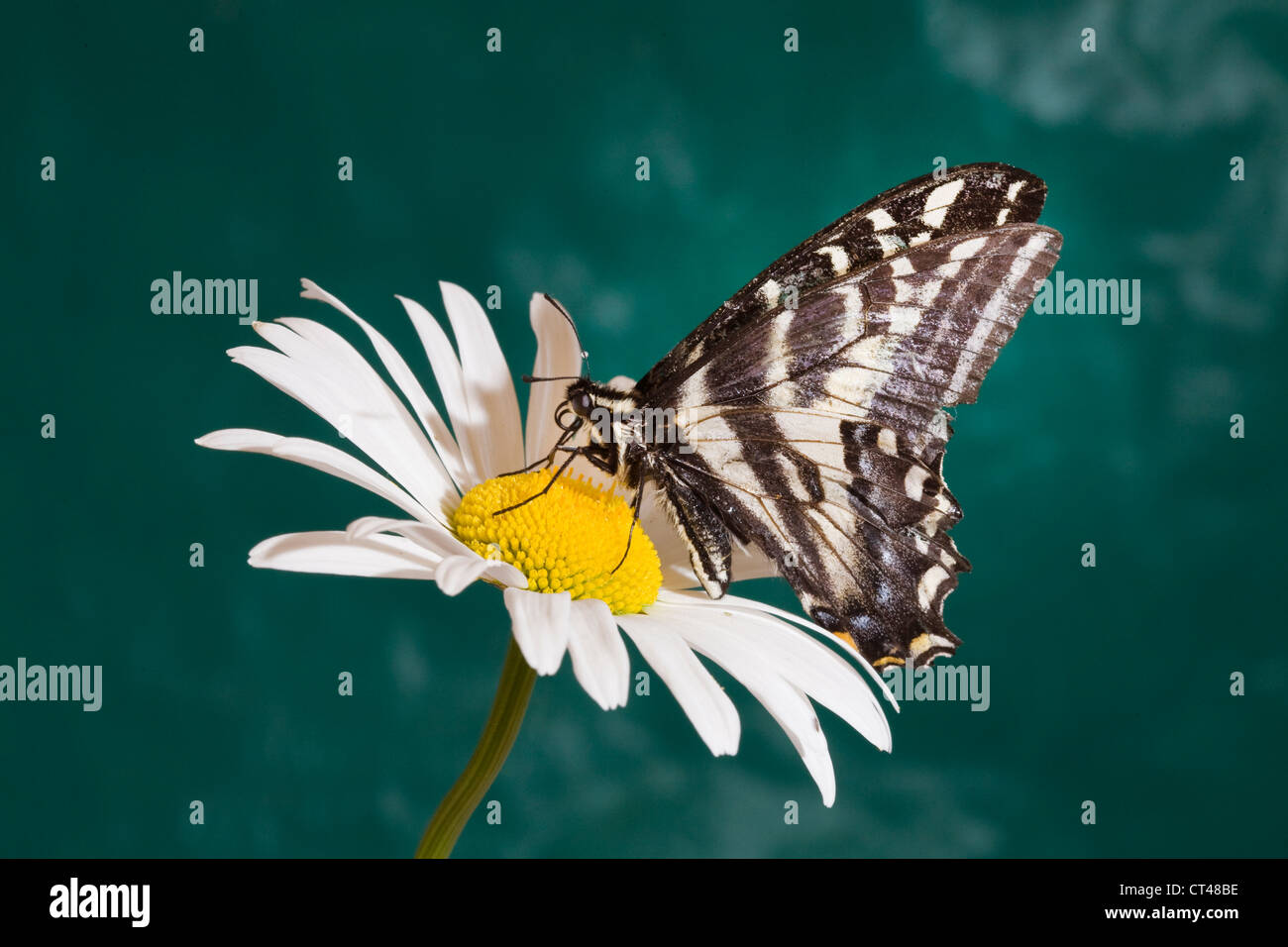 A black swallowtail butterfly about to land on a white daisy Stock Photo