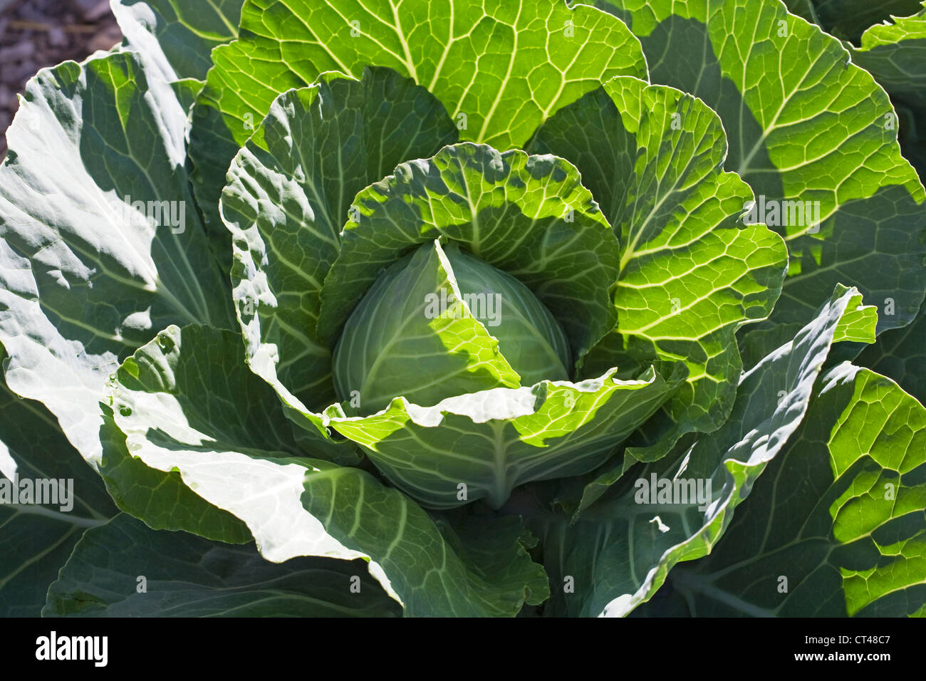 A large head of green cabbage growing in an Oregon garden Stock Photo Alamy
