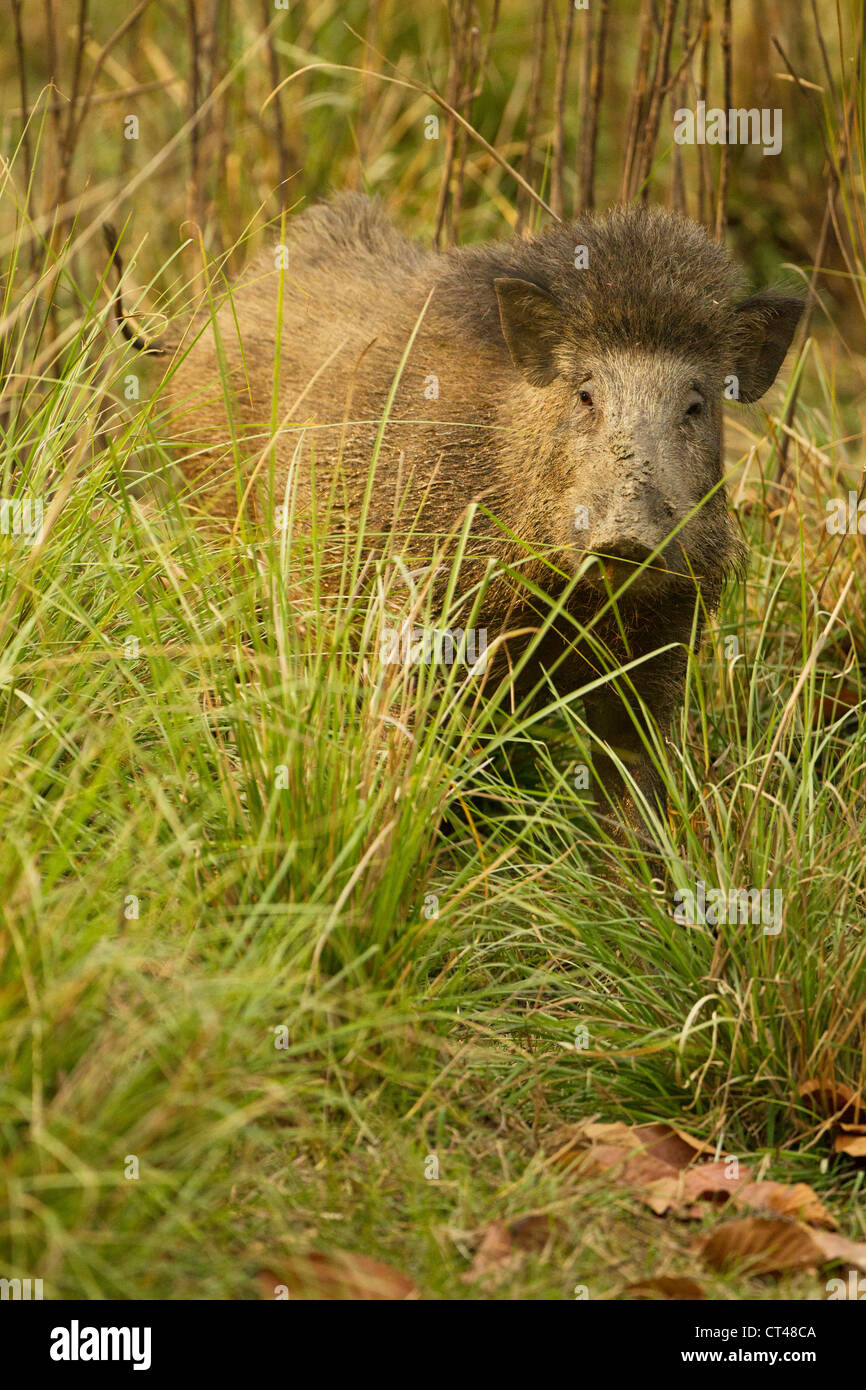 Indian wild boar hires stock photography and images Alamy