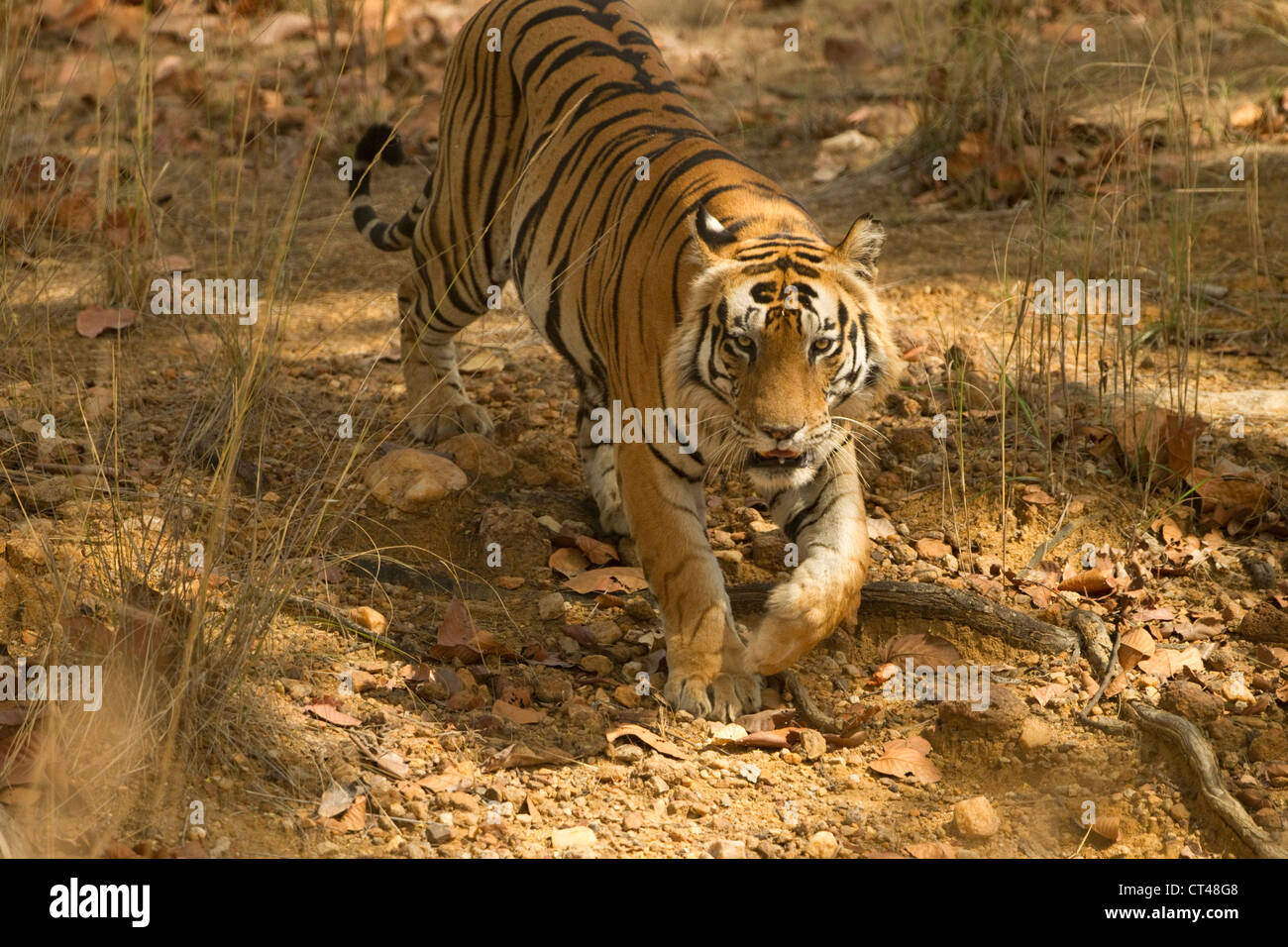National animal of india hi-res stock photography and images - Alamy