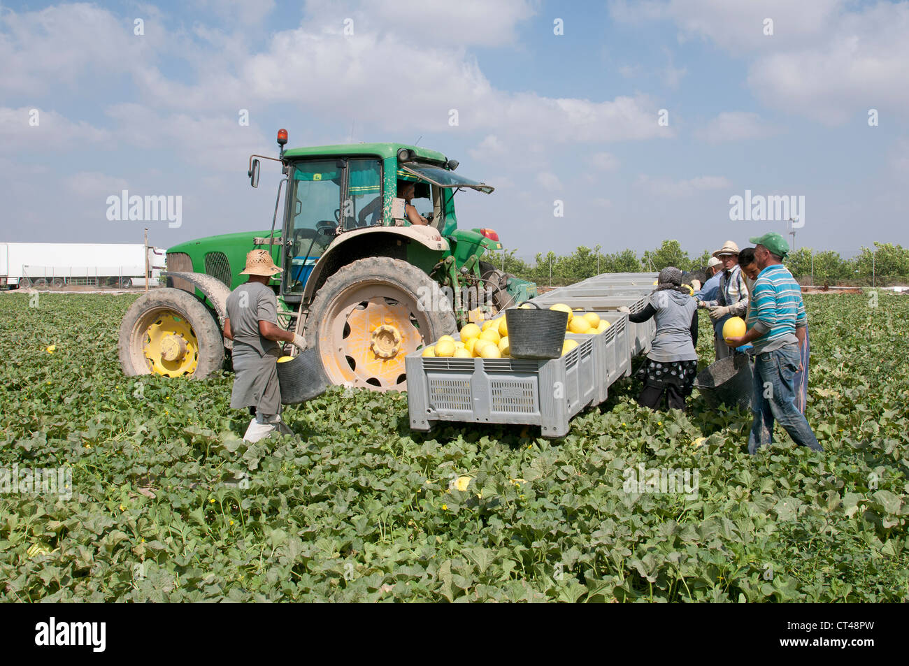 Melon farming in the Murcia district of Southern Spain Workers pick the