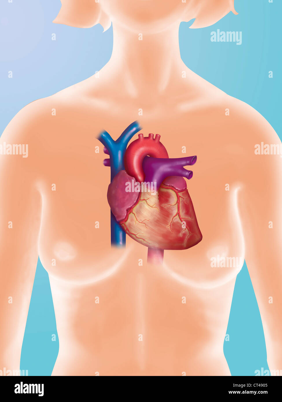 HEART, ILLUSTRATION Stock Photo