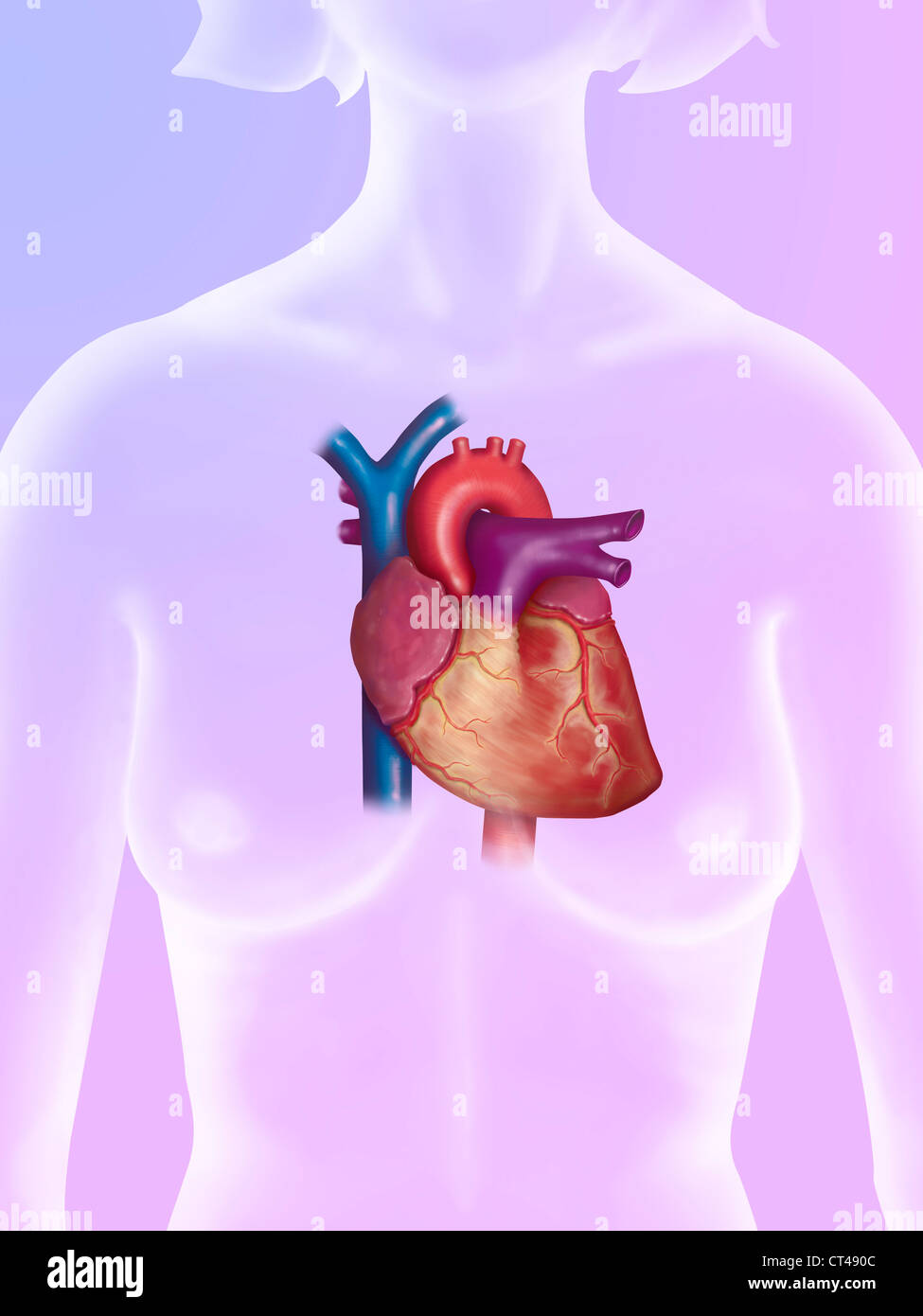 HEART, ILLUSTRATION Stock Photo