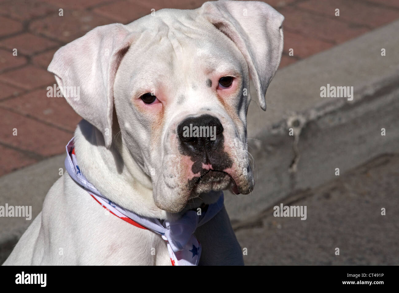 The face of a white boxer dog wearing a 