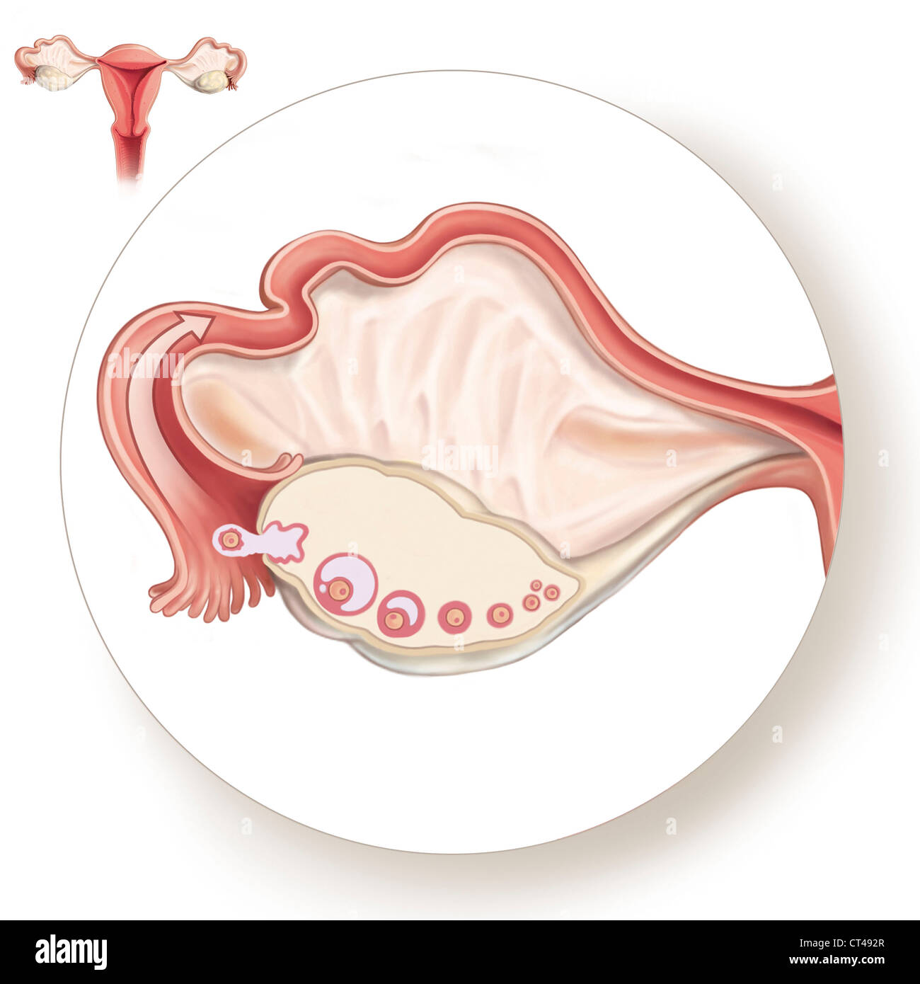 OVARIAN CYCLE, DRAWING Stock Photo